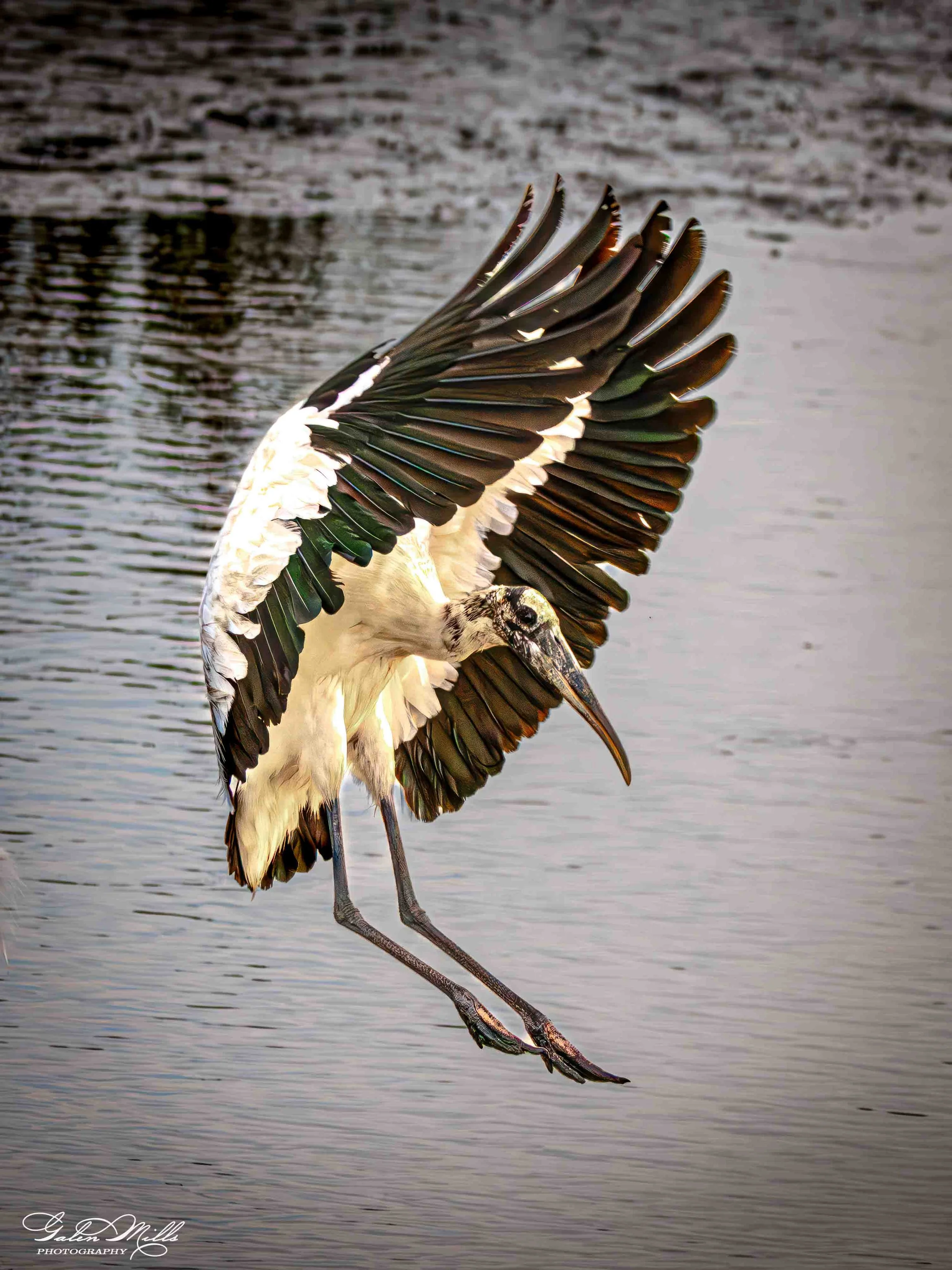 Avian Gallery-16.jpg (Copy) (Copy)