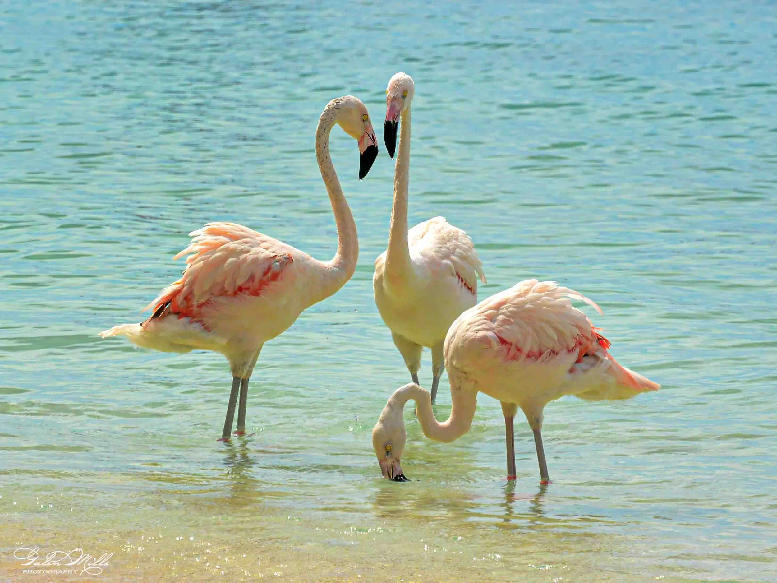 Avian Gallery-18.jpg (Copy) (Copy)