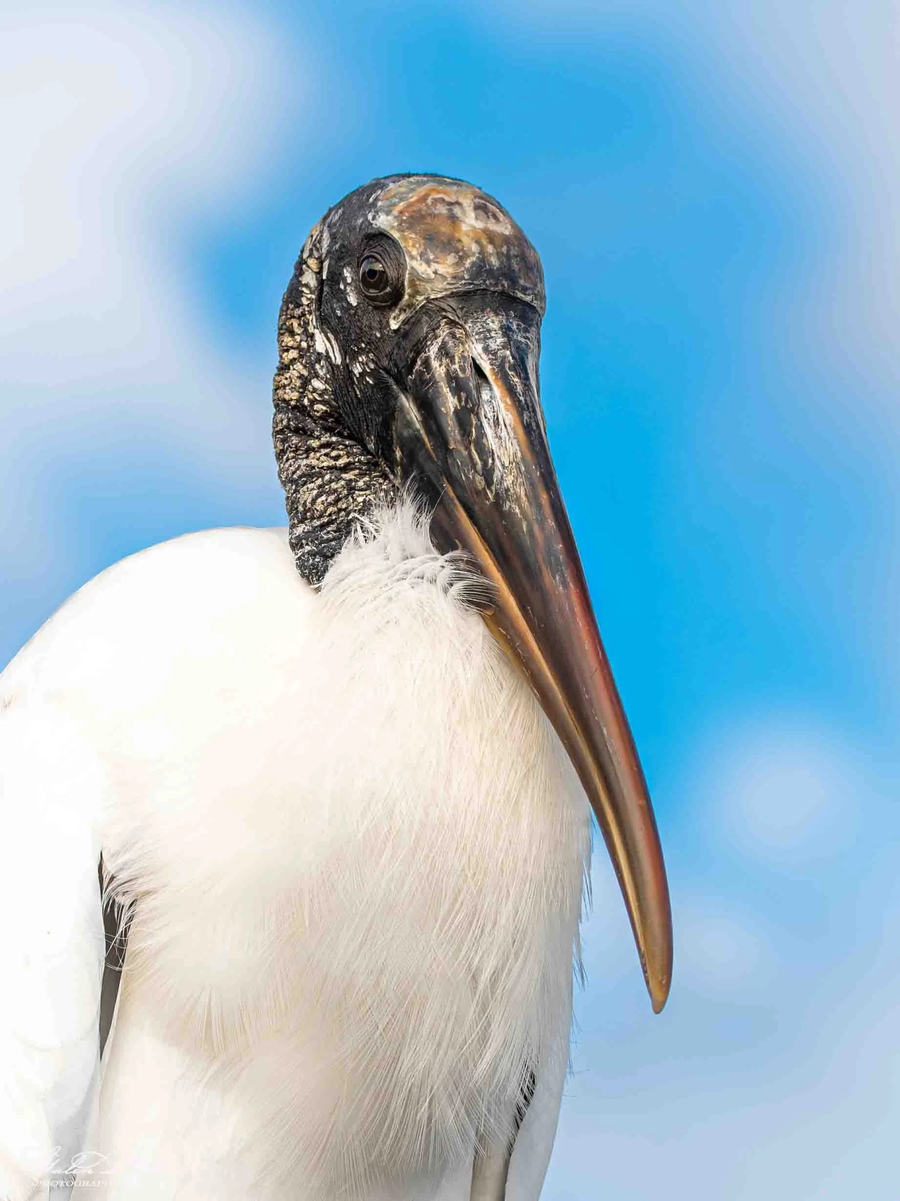 Avian Gallery-19.jpg (Copy) (Copy)