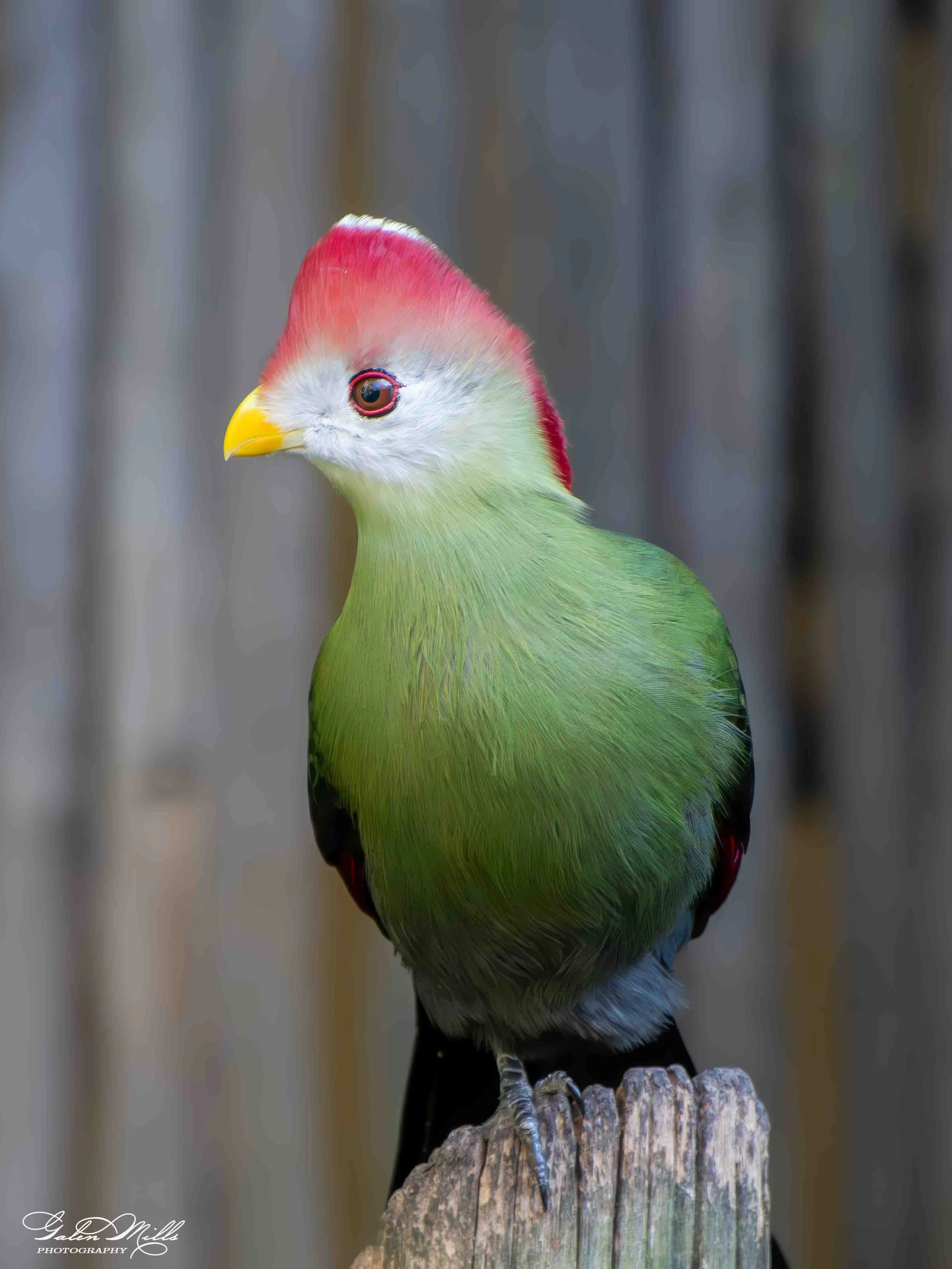 Avian Gallery-35.jpg (Copy) (Copy)