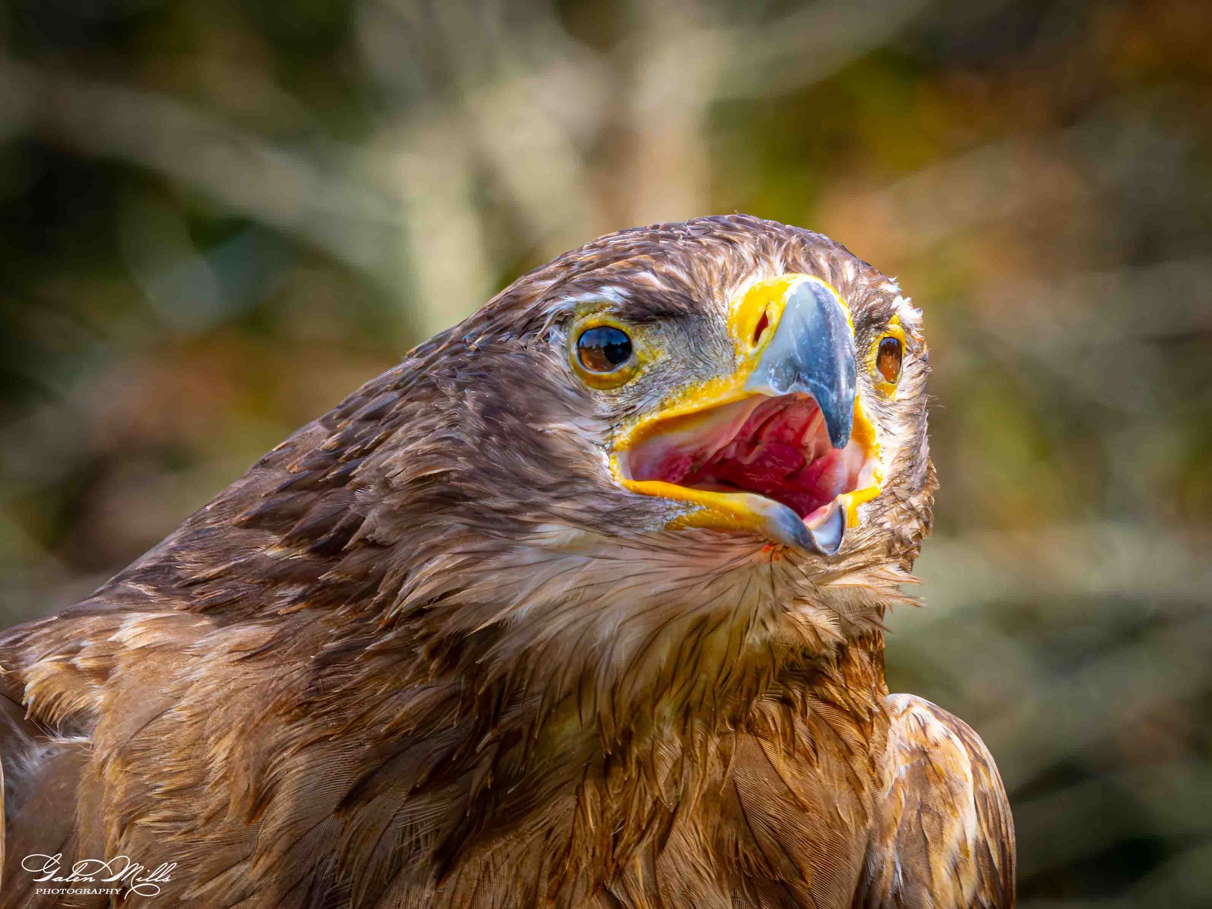 Avian Gallery-48.jpg (Copy) (Copy)