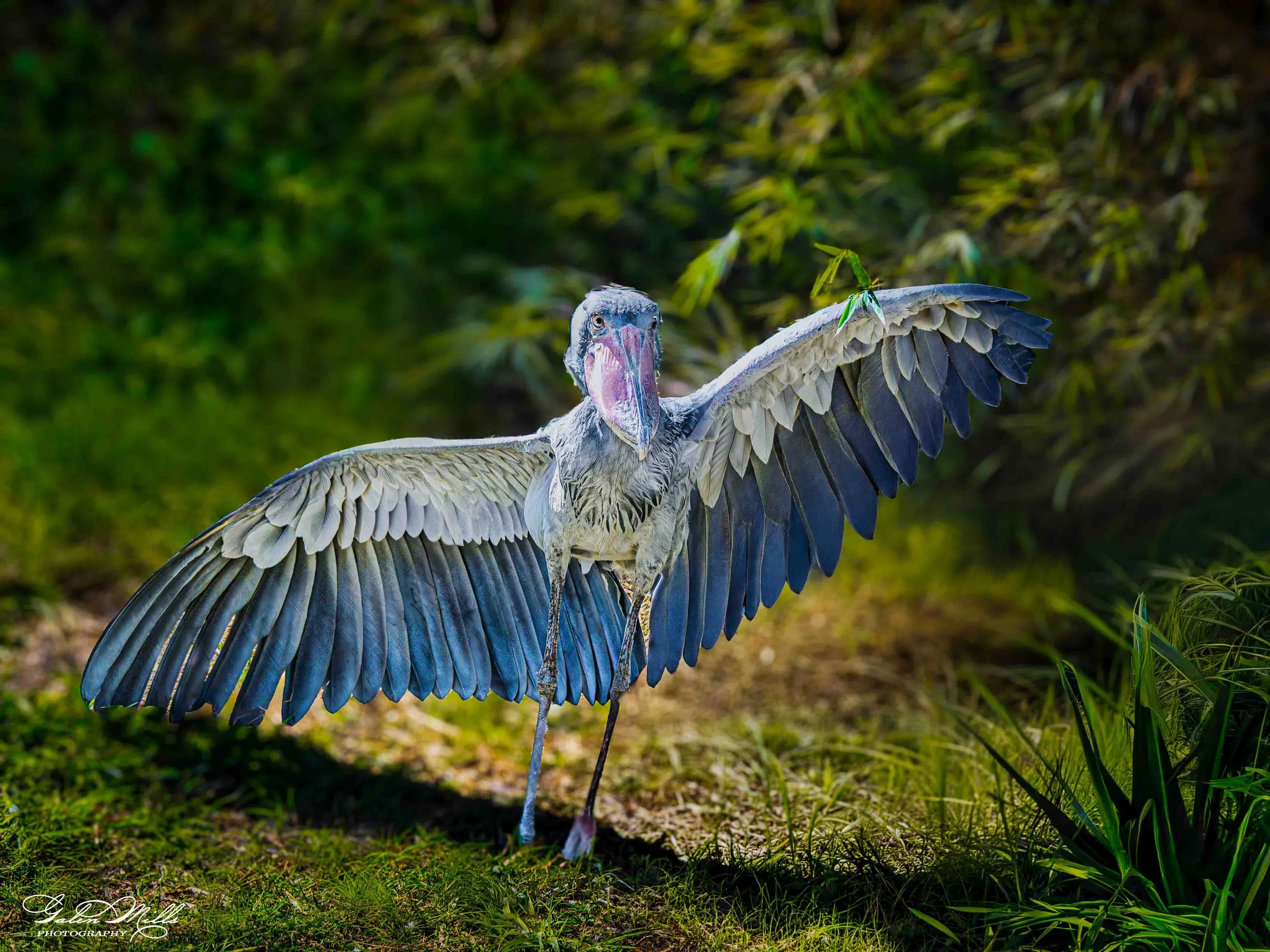 Avian Gallery-53.jpg (Copy) (Copy)