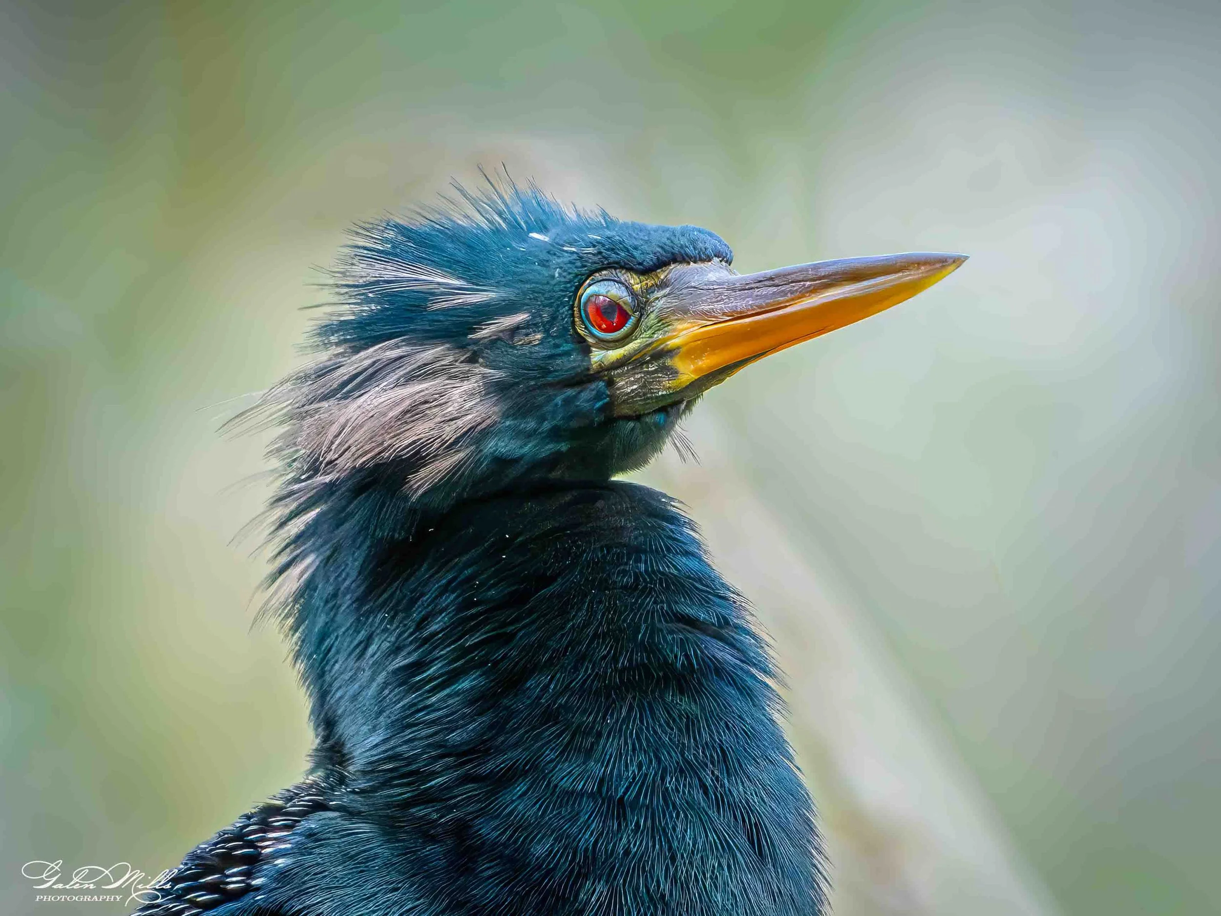 Avian Gallery-60.jpg (Copy) (Copy)