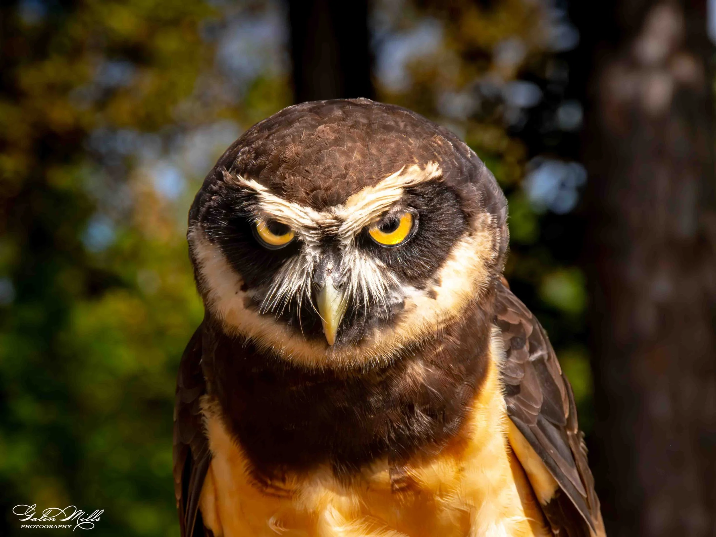 Avian Gallery-70.jpg (Copy) (Copy)