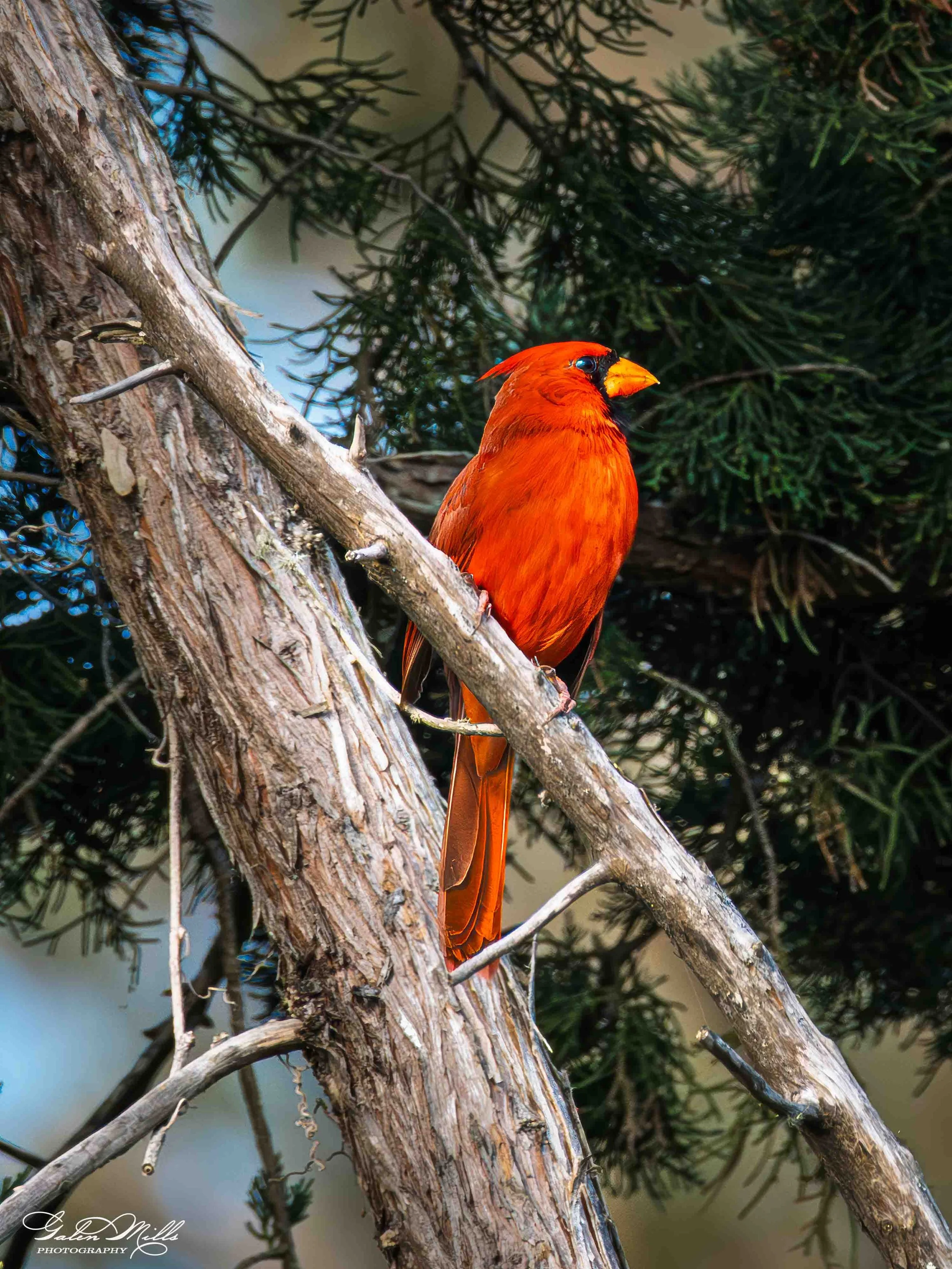 Avian Gallery a-3.jpg
