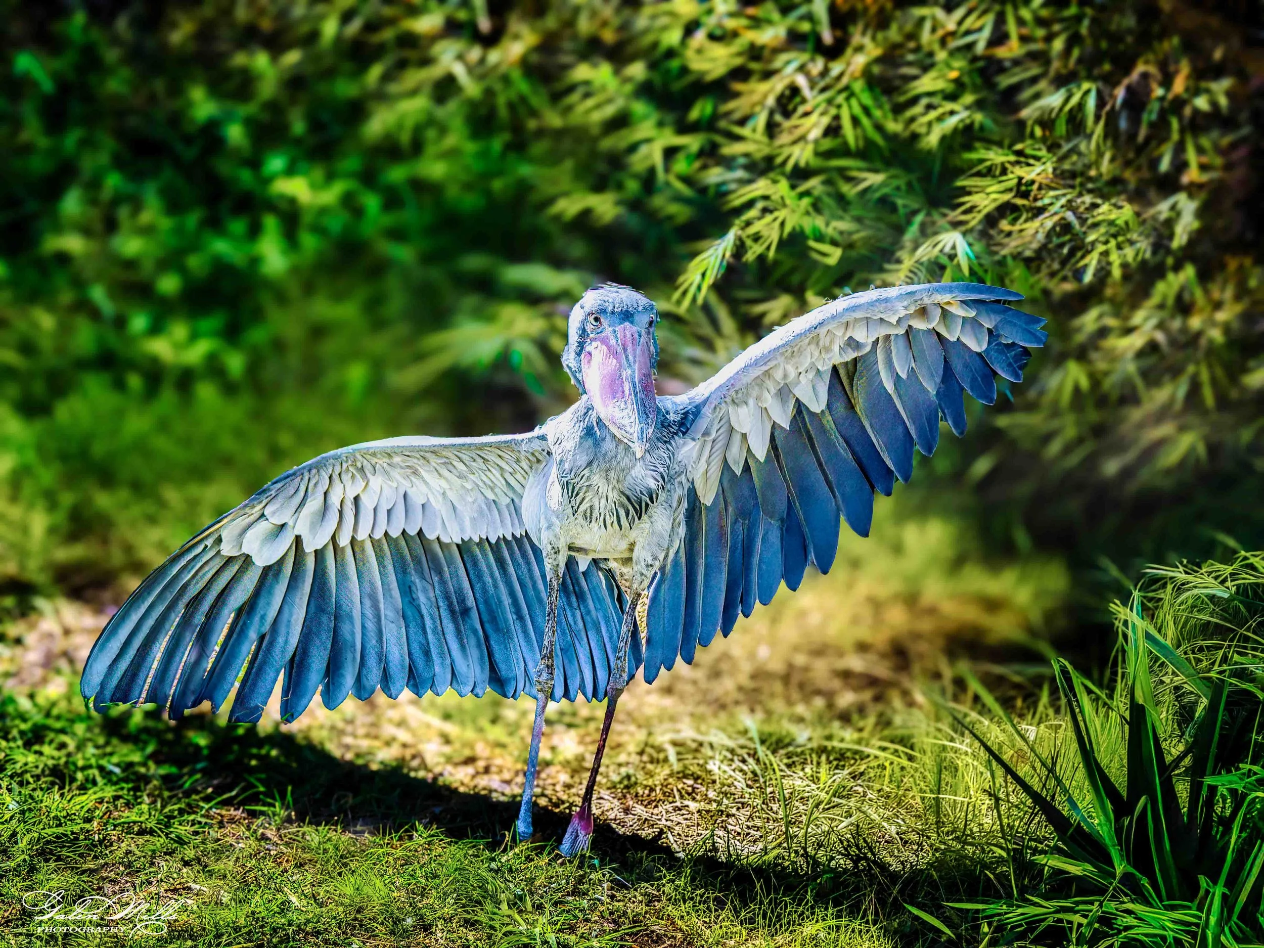 Avian Gallery a-4.jpg