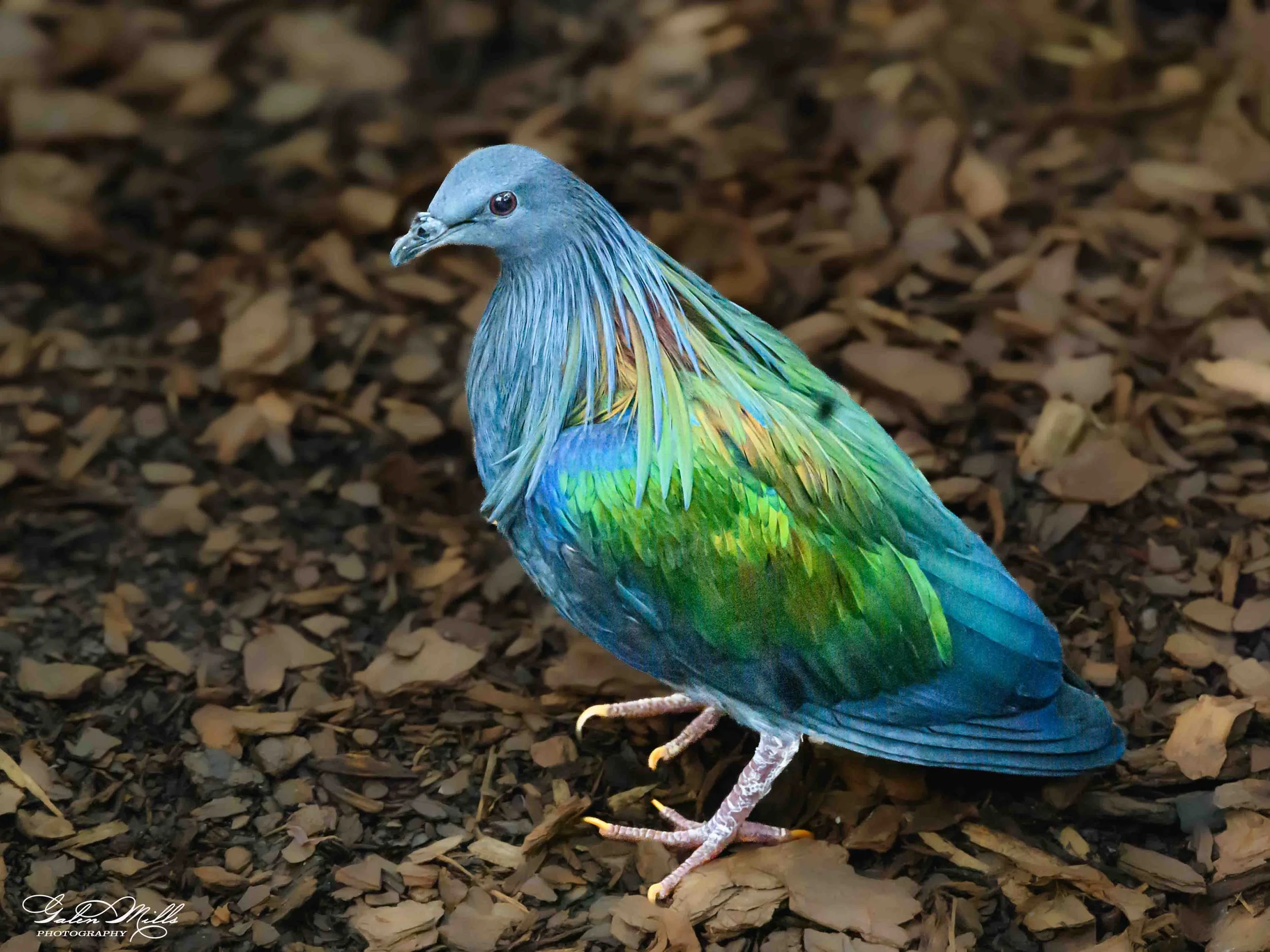 Avian Gallery a-1.jpg