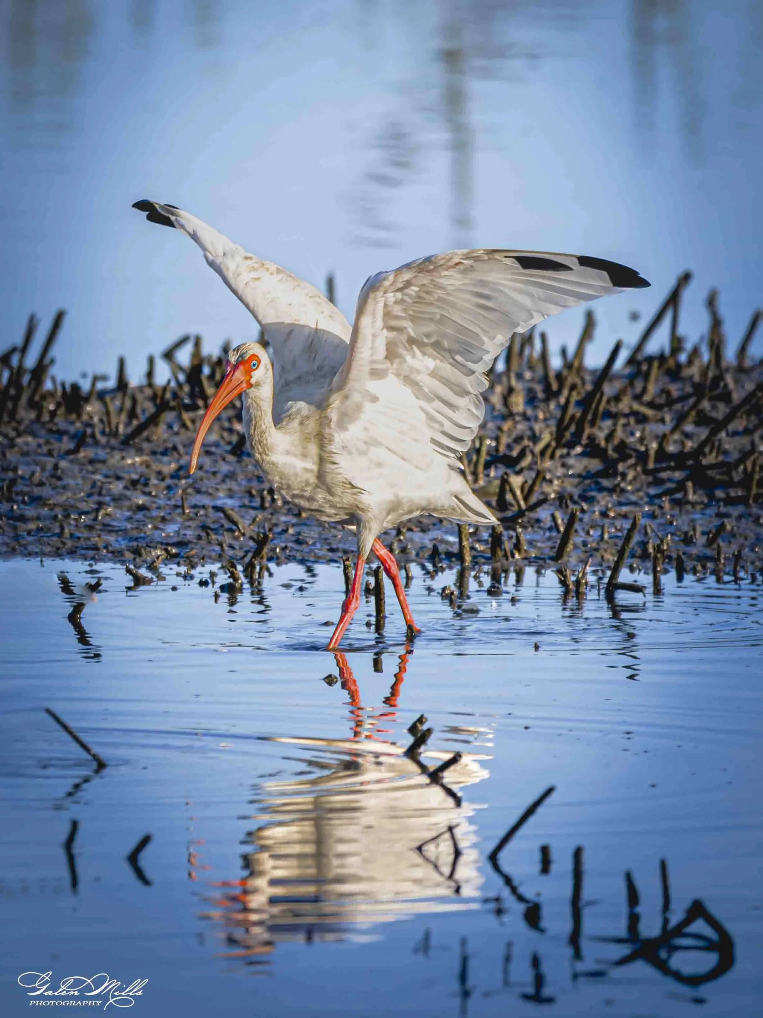 Water birds  Vert-5.jpg