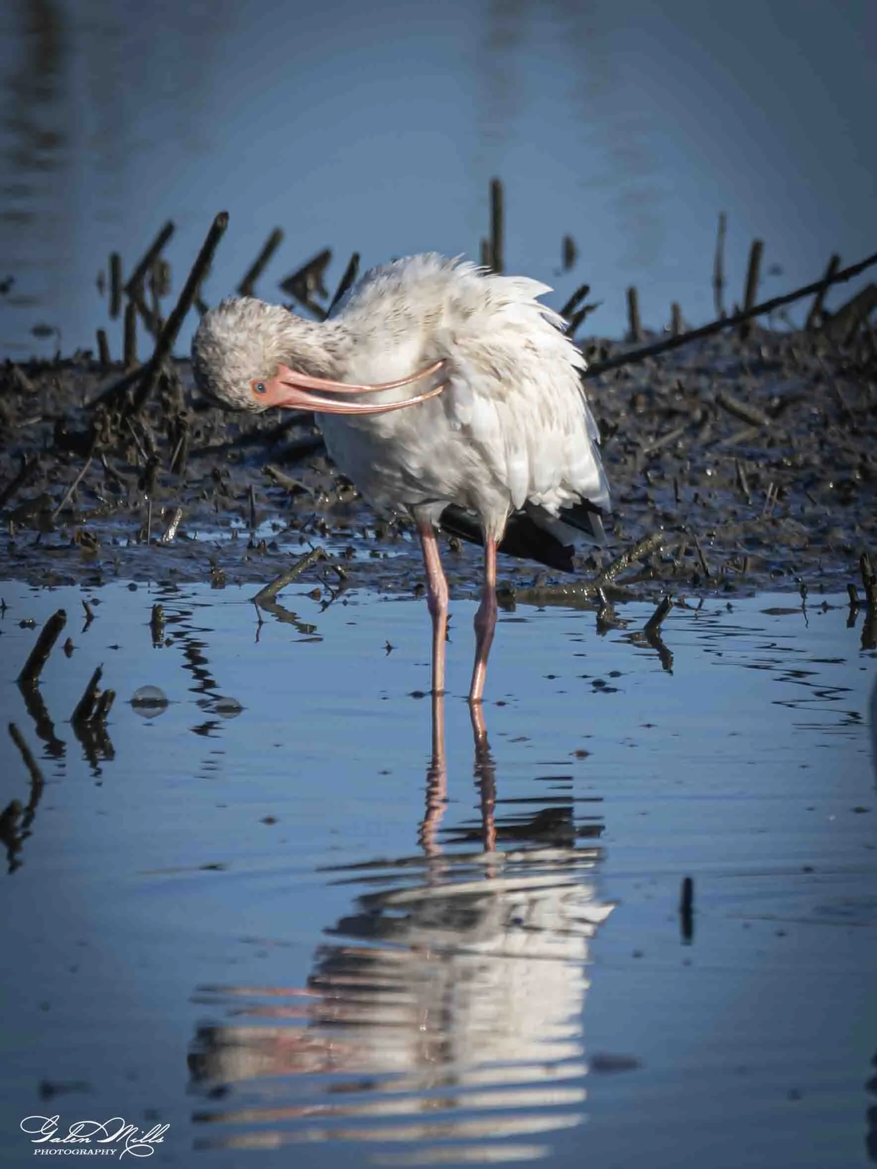 Water birds  Vert-6.jpg