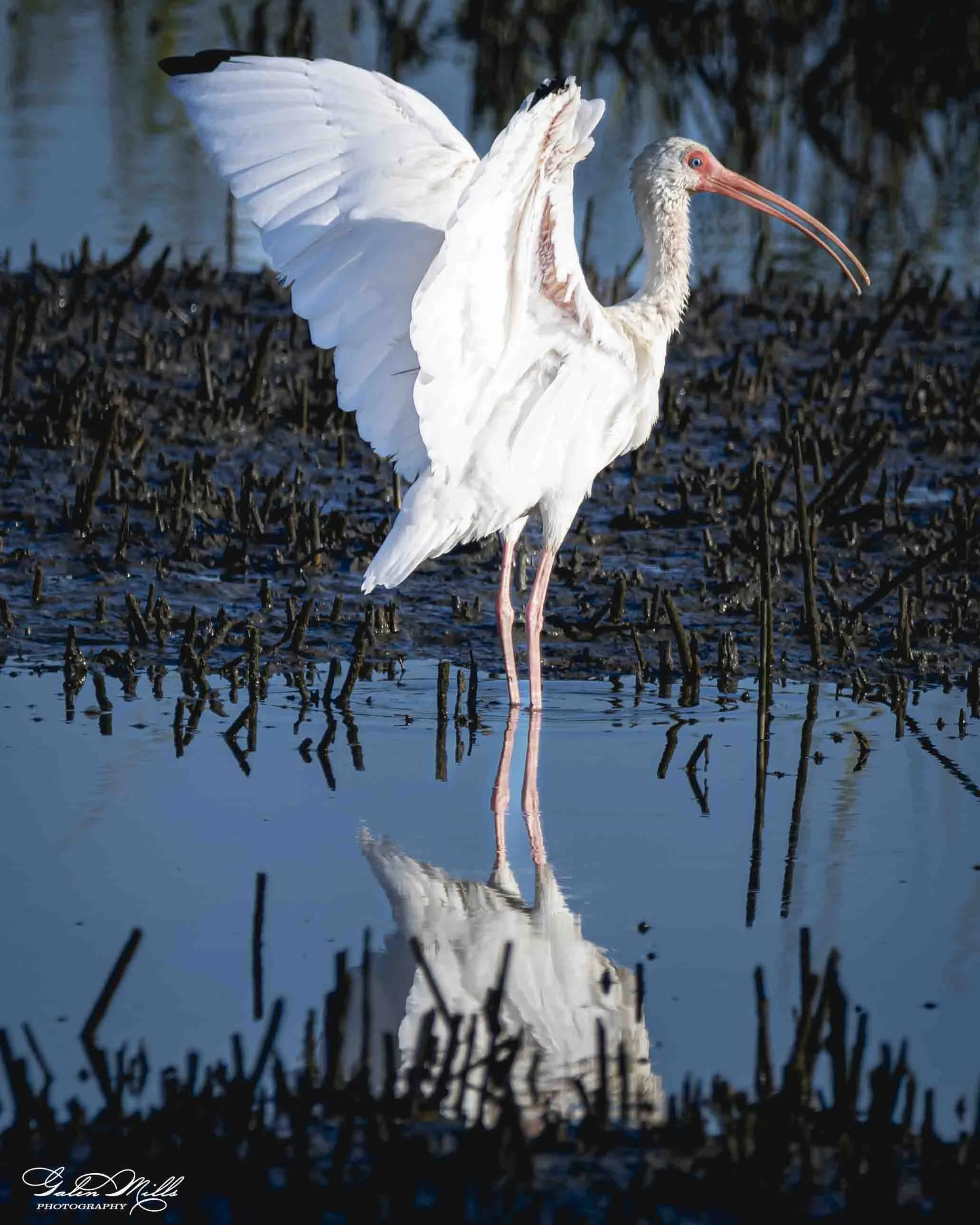 Water birds  Vert-7.jpg