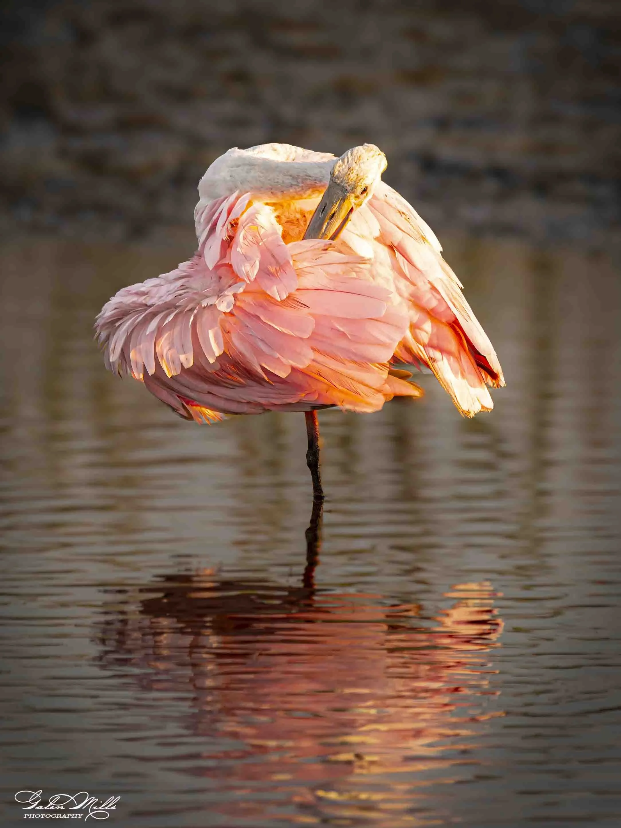Water birds  Vert-10.jpg