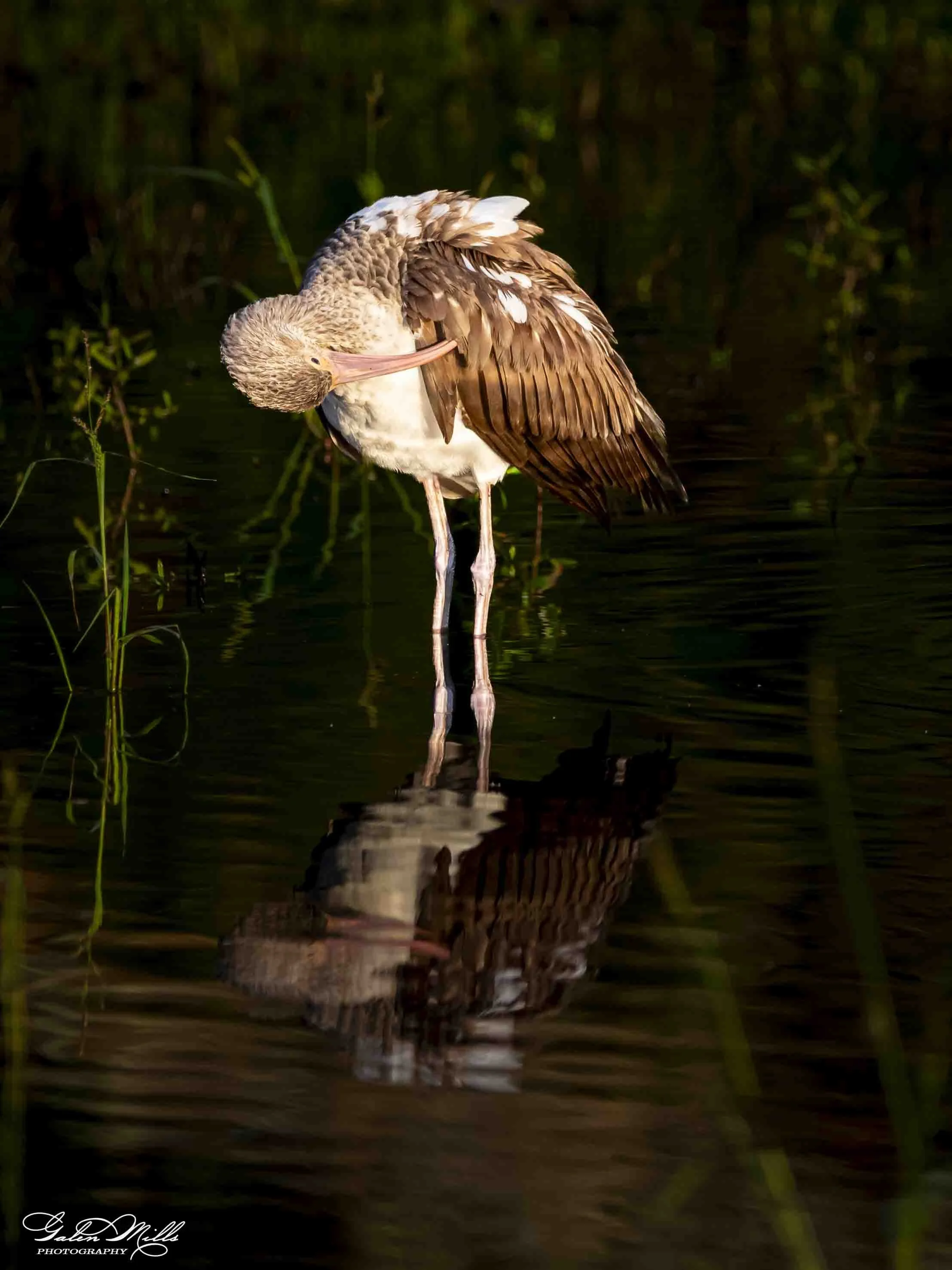 Water birds  Vert-15.jpg