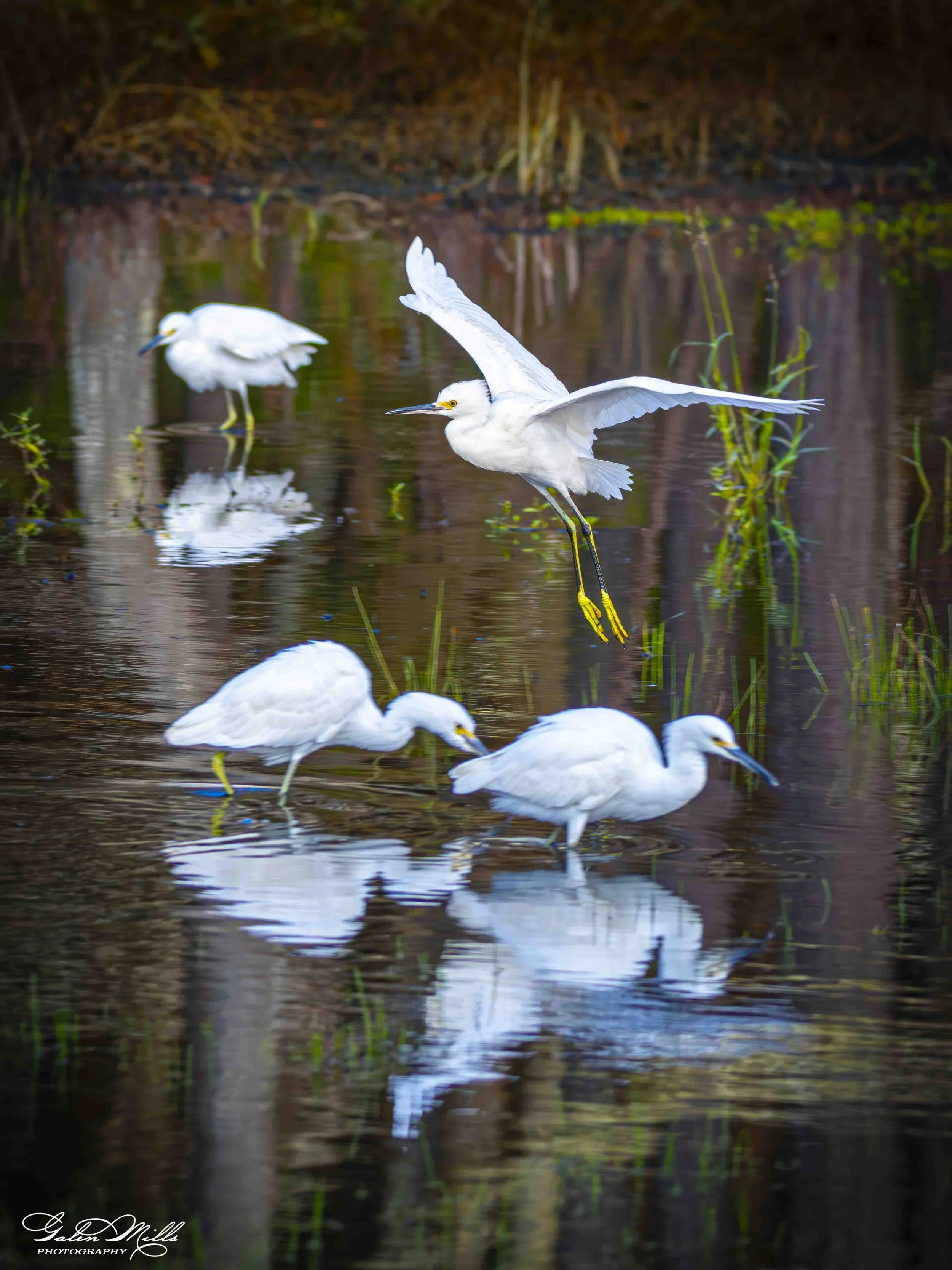 Water birds  Vert-16.jpg