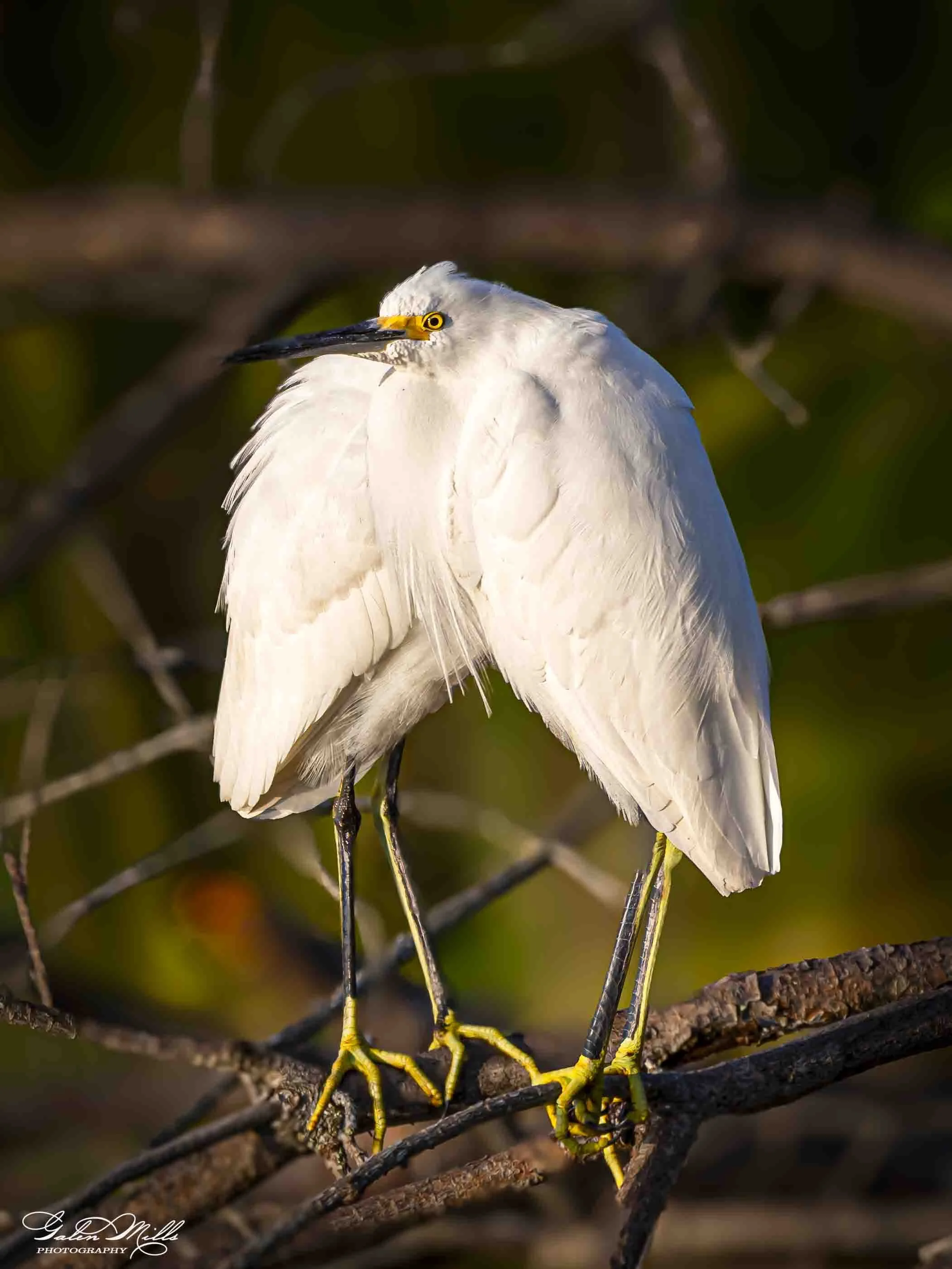 Water birds  Vert-17.jpg