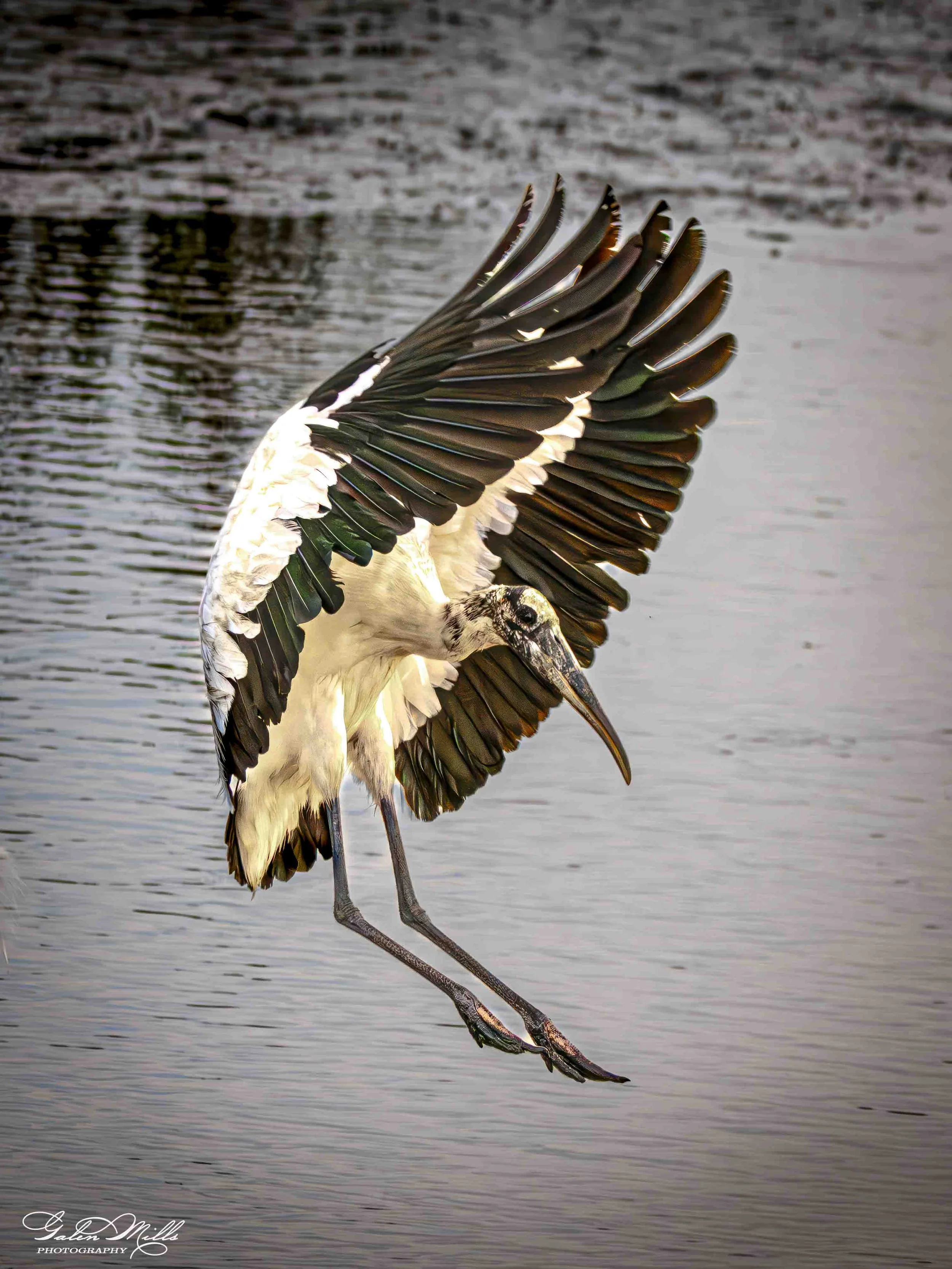 Water birds  Vert-23.jpg