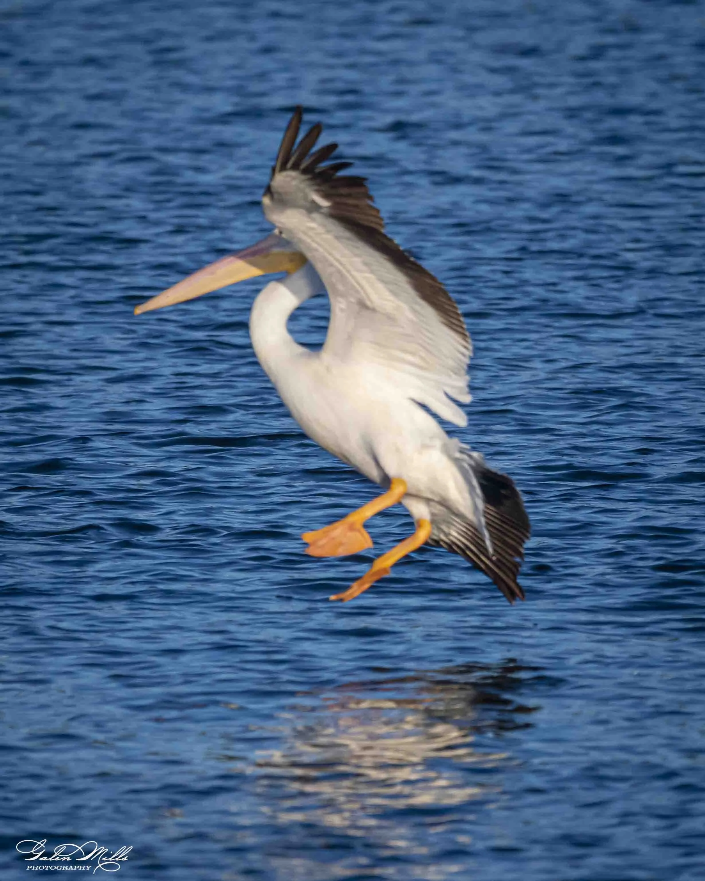 Water birds  Vert-28.jpg
