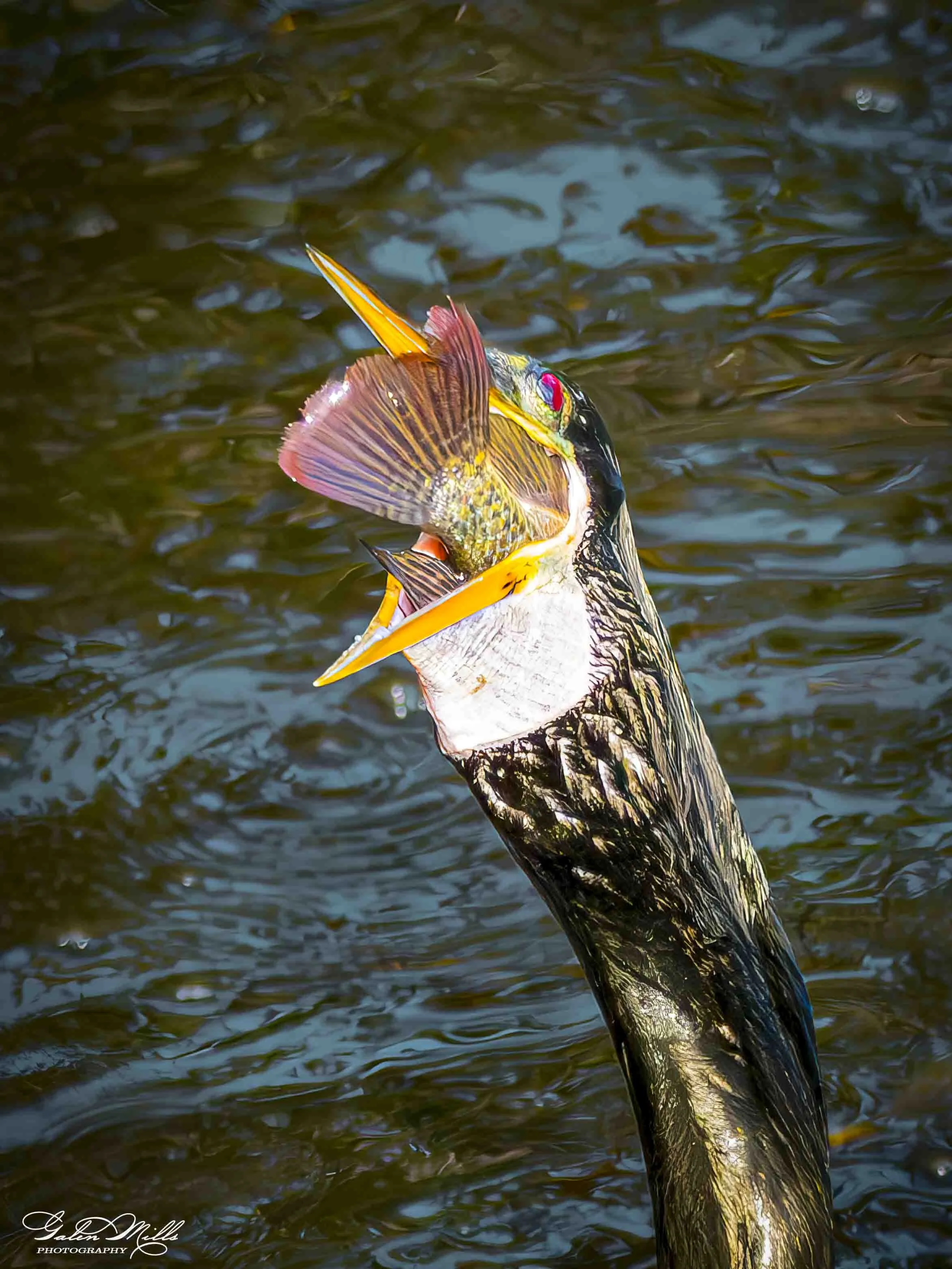 Water birds  Vert-31.jpg
