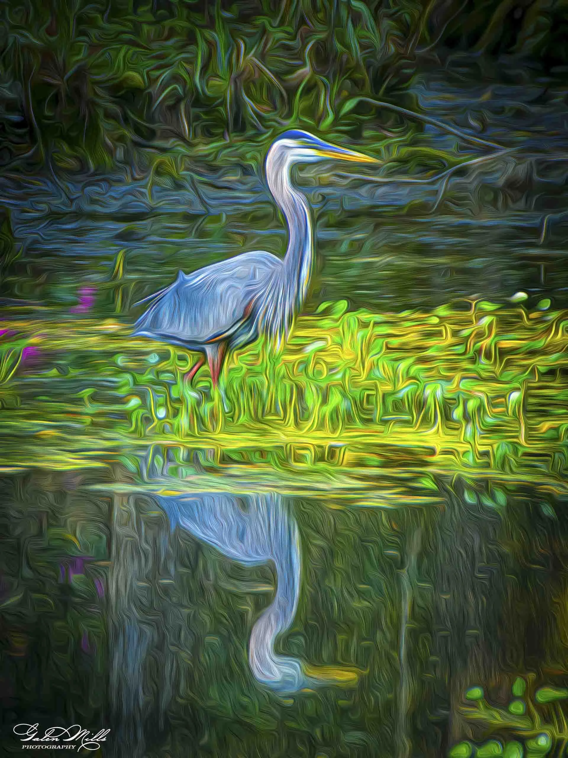 Water birds  Vert-35.jpg