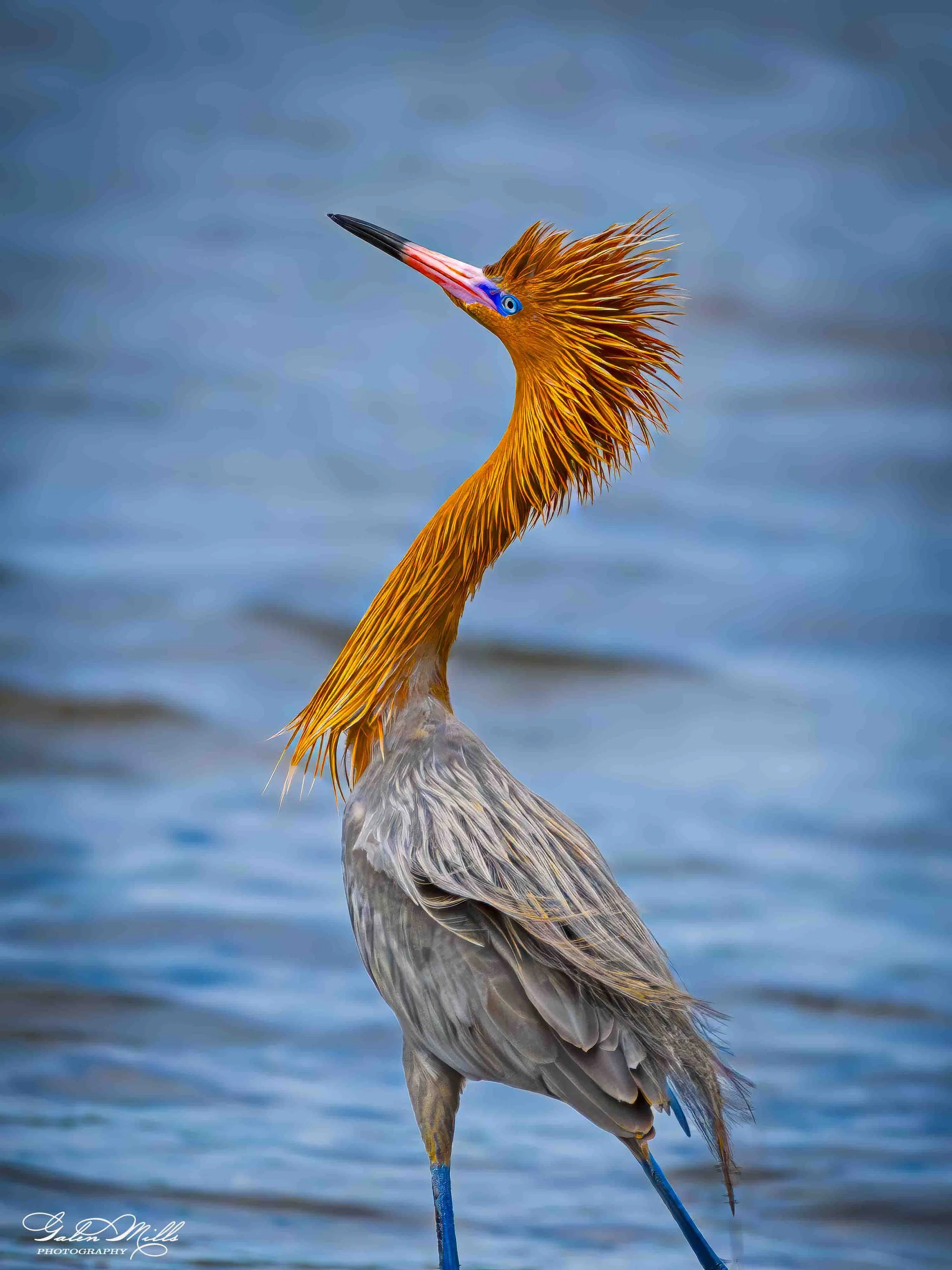 Water birds  Vert-37.jpg