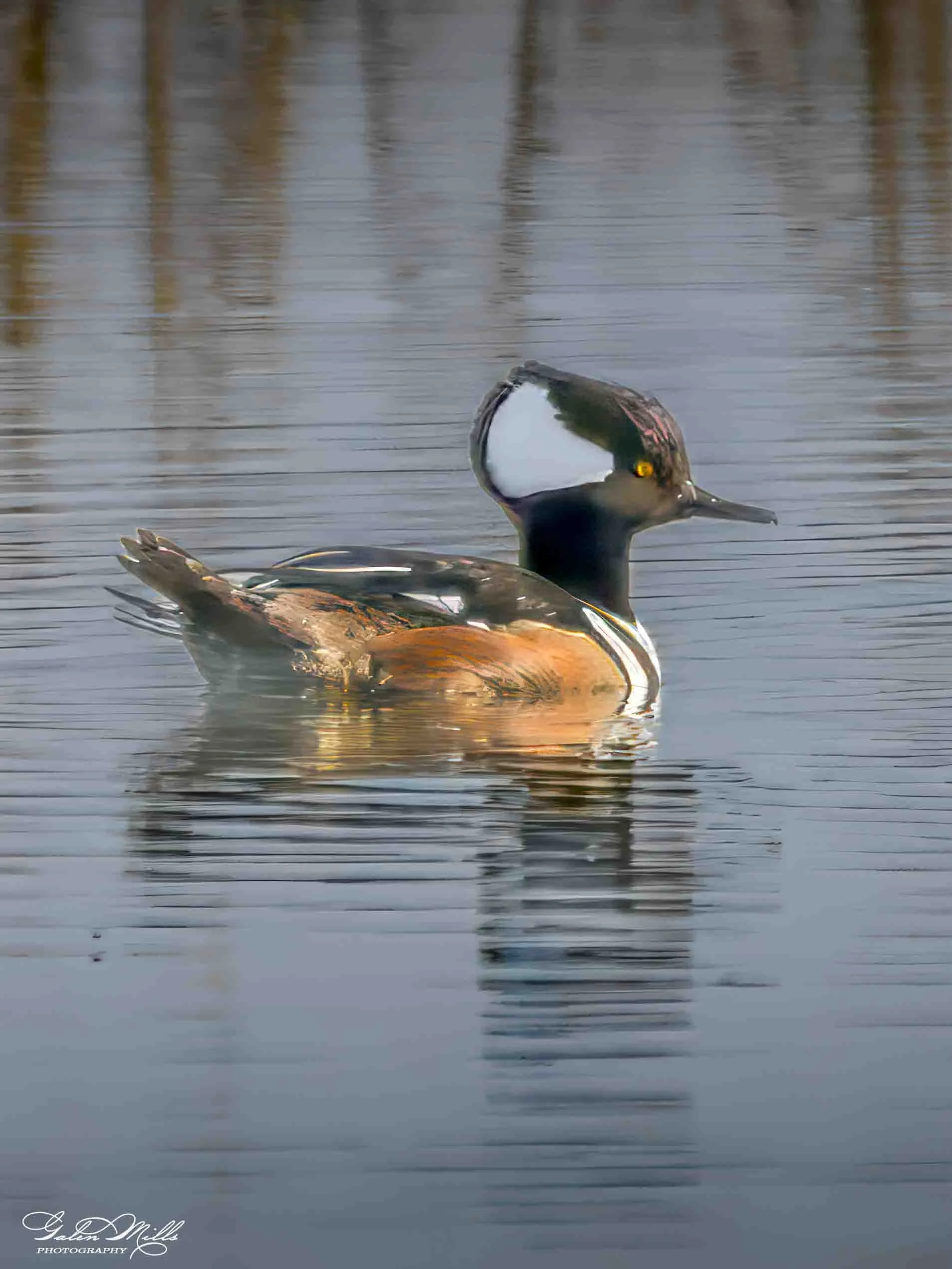 Water birds  Vert-41.jpg