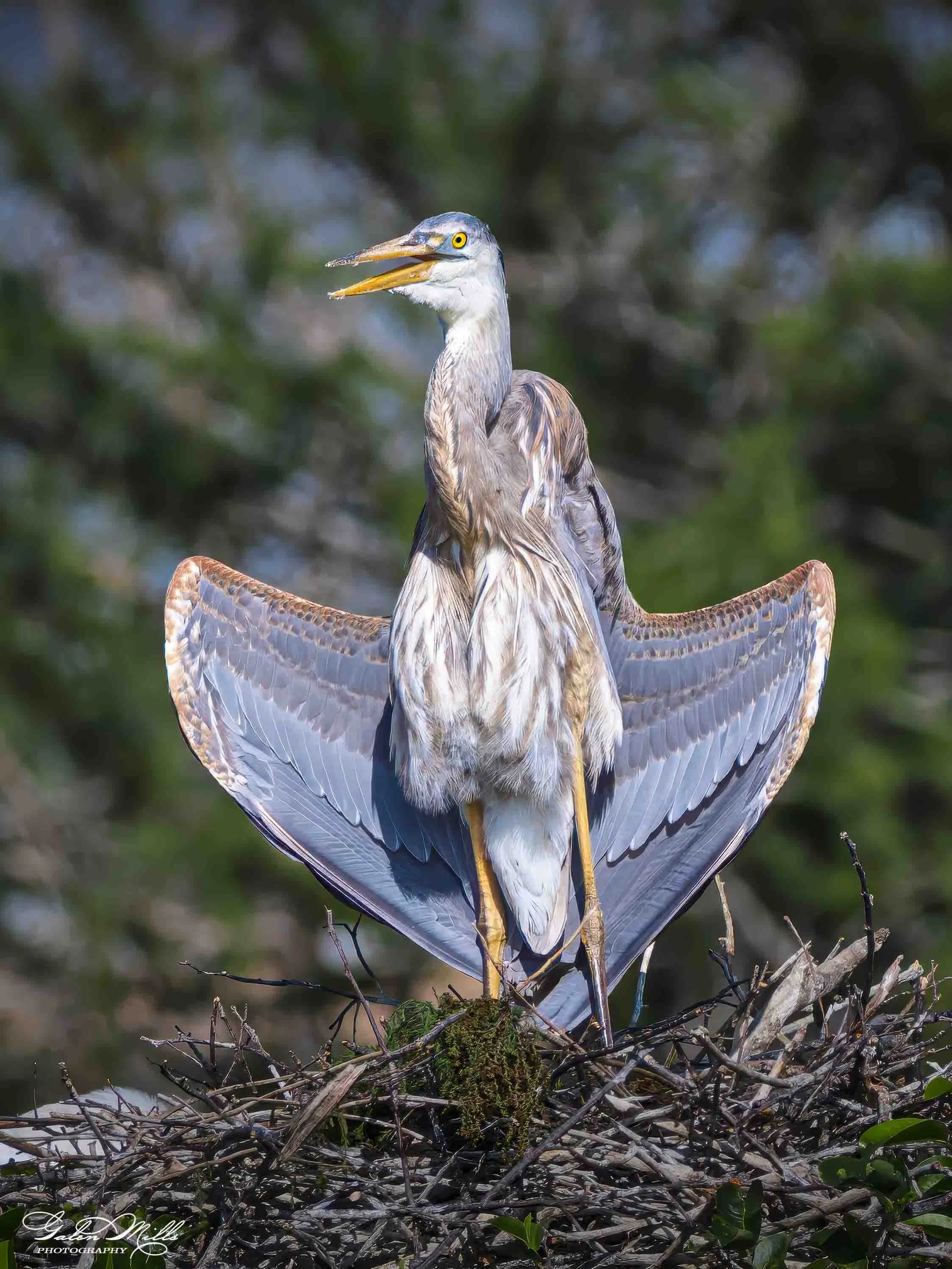 Water birds  Vert-45.jpg
