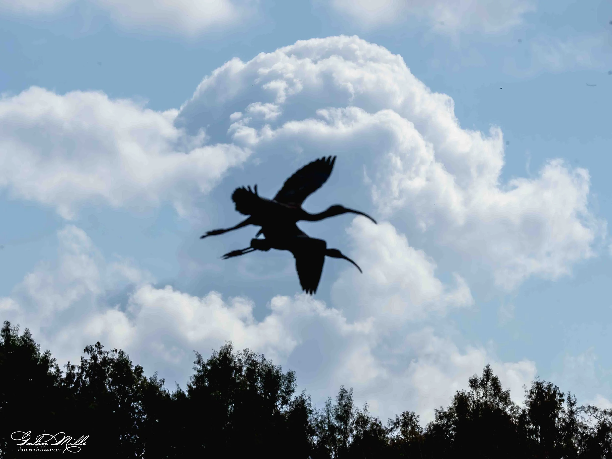 Water birds  Horz-1.jpg