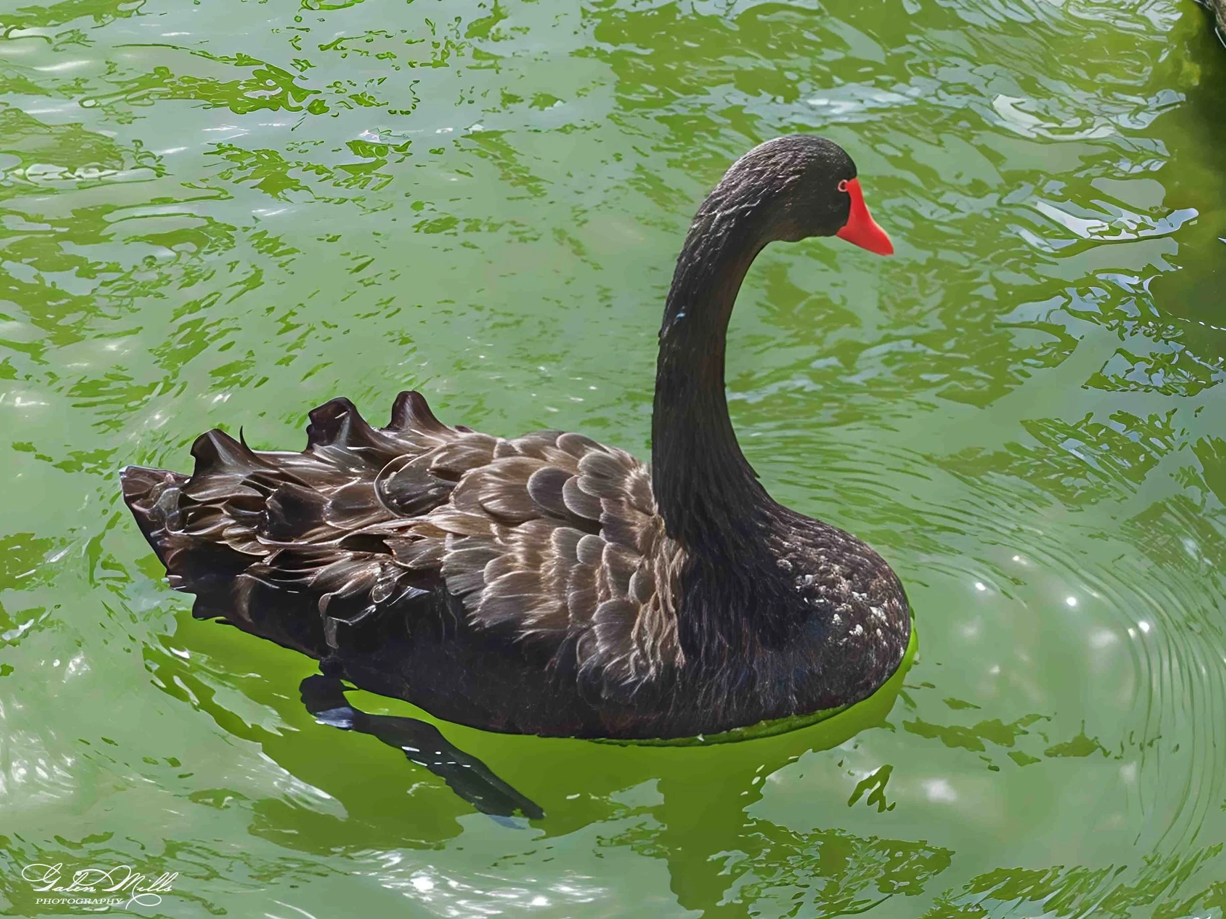 Water birds  Horz-4.jpg