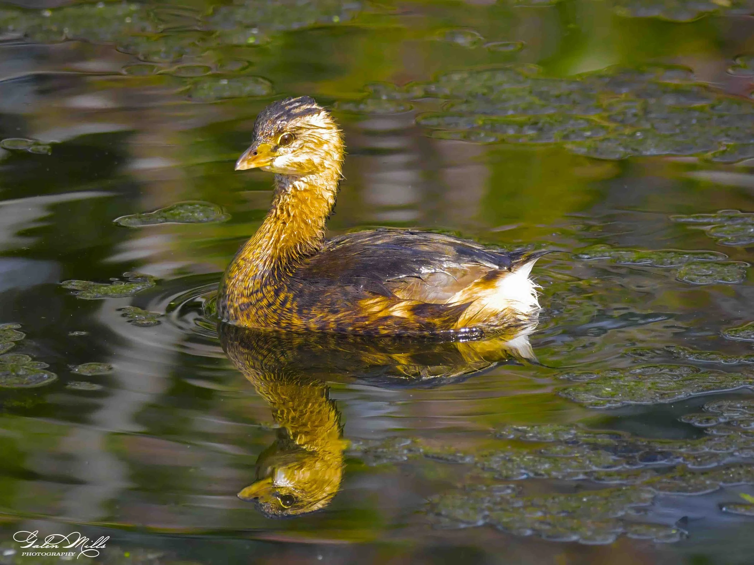 Water birds  Horz-6.jpg