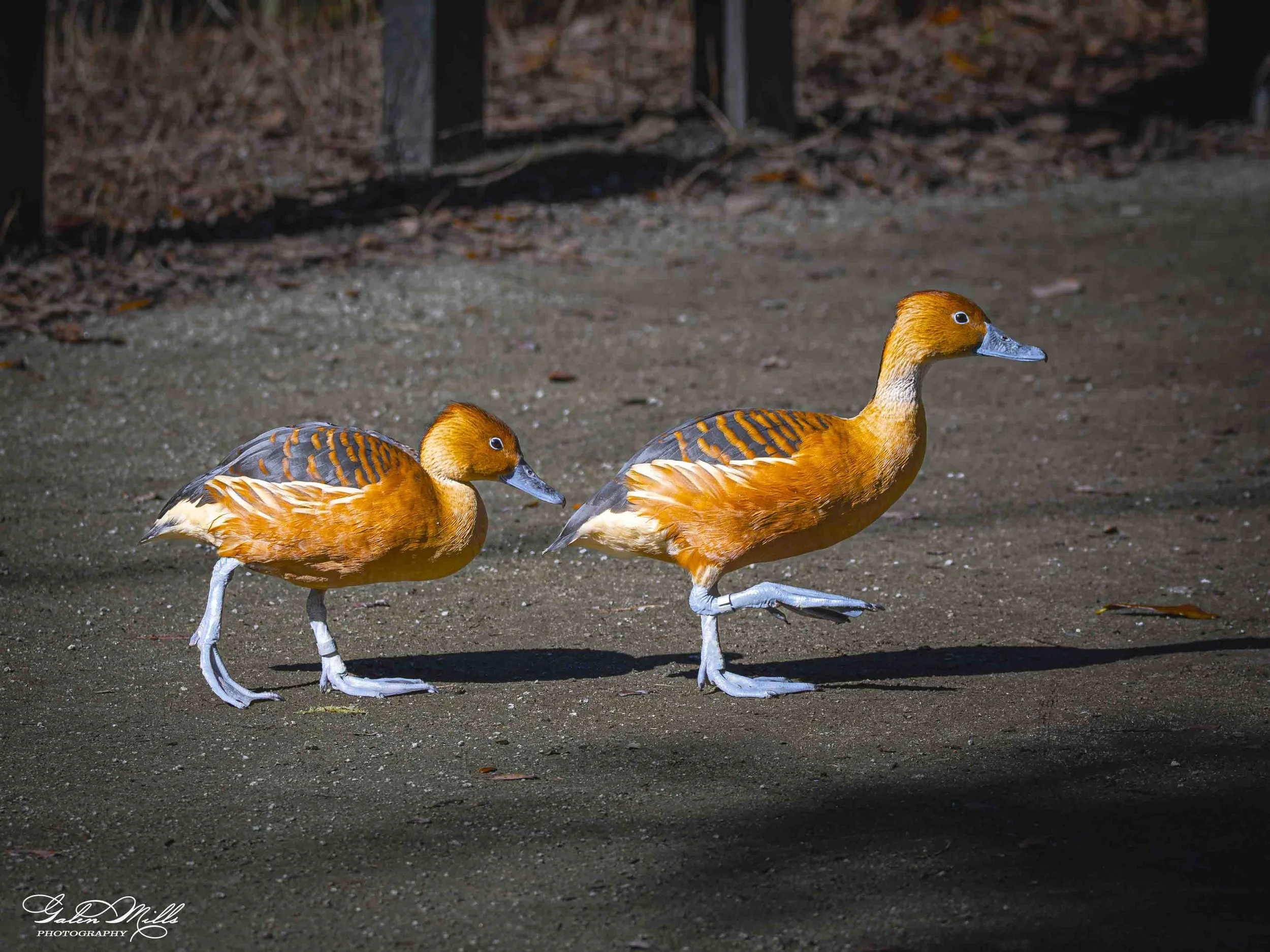 Water birds  Horz-8.jpg