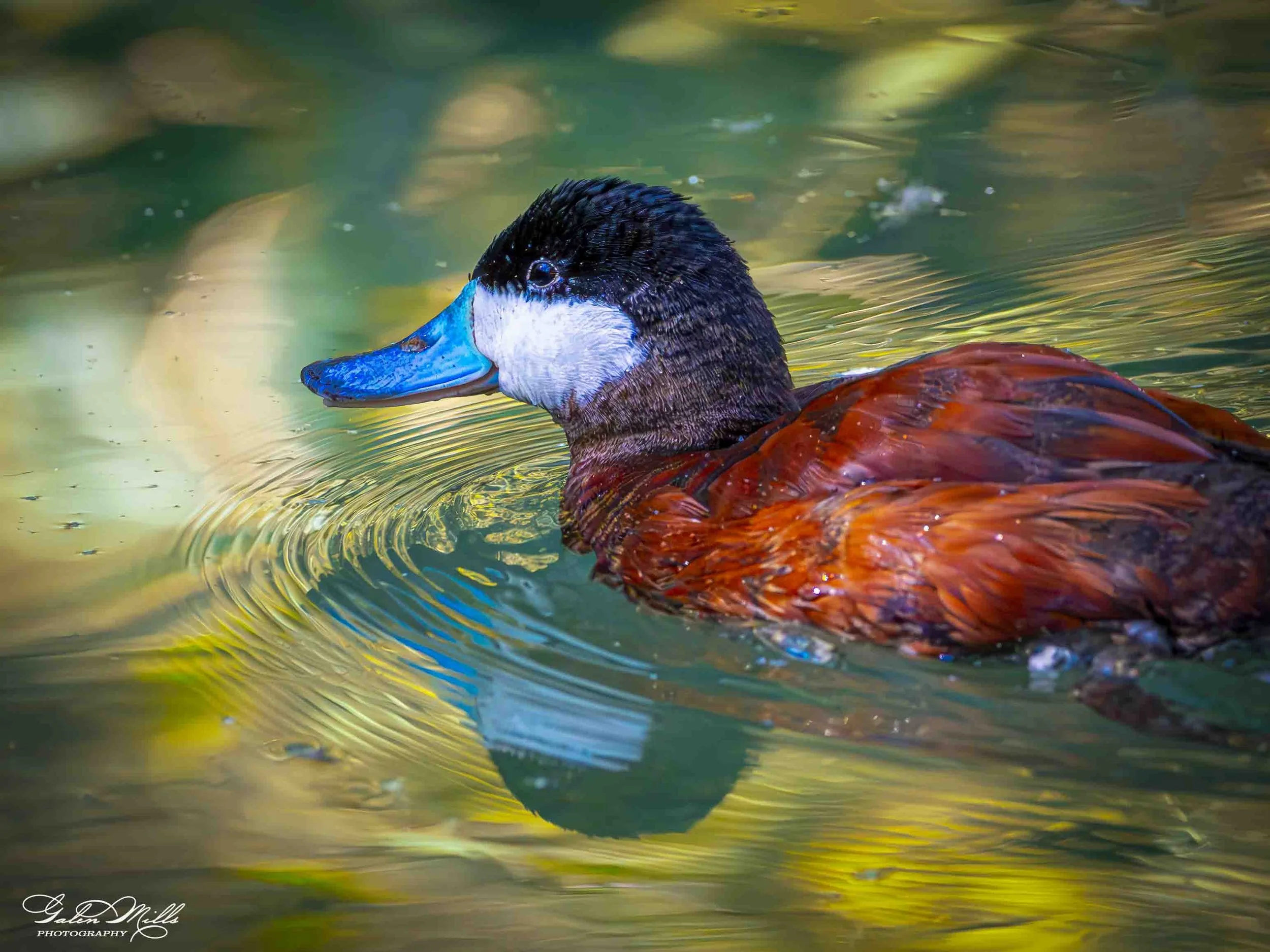 Water birds  Horz-9.jpg