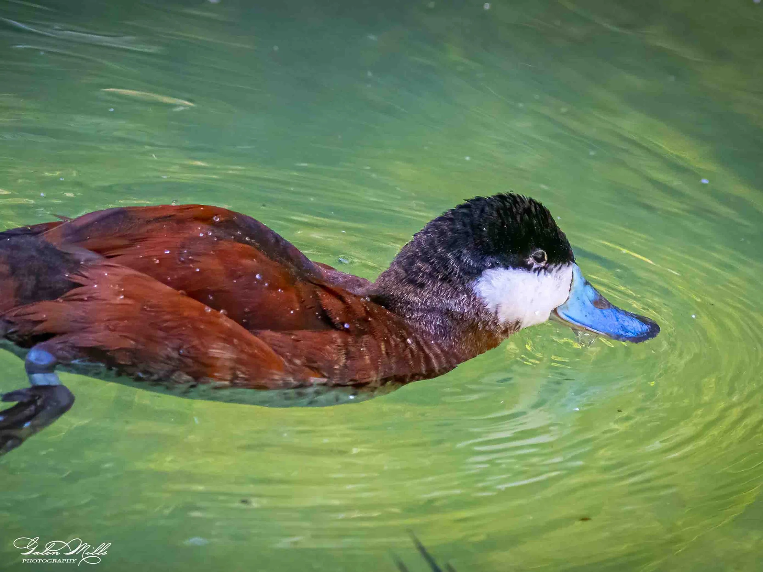 Water birds  Horz-10.jpg