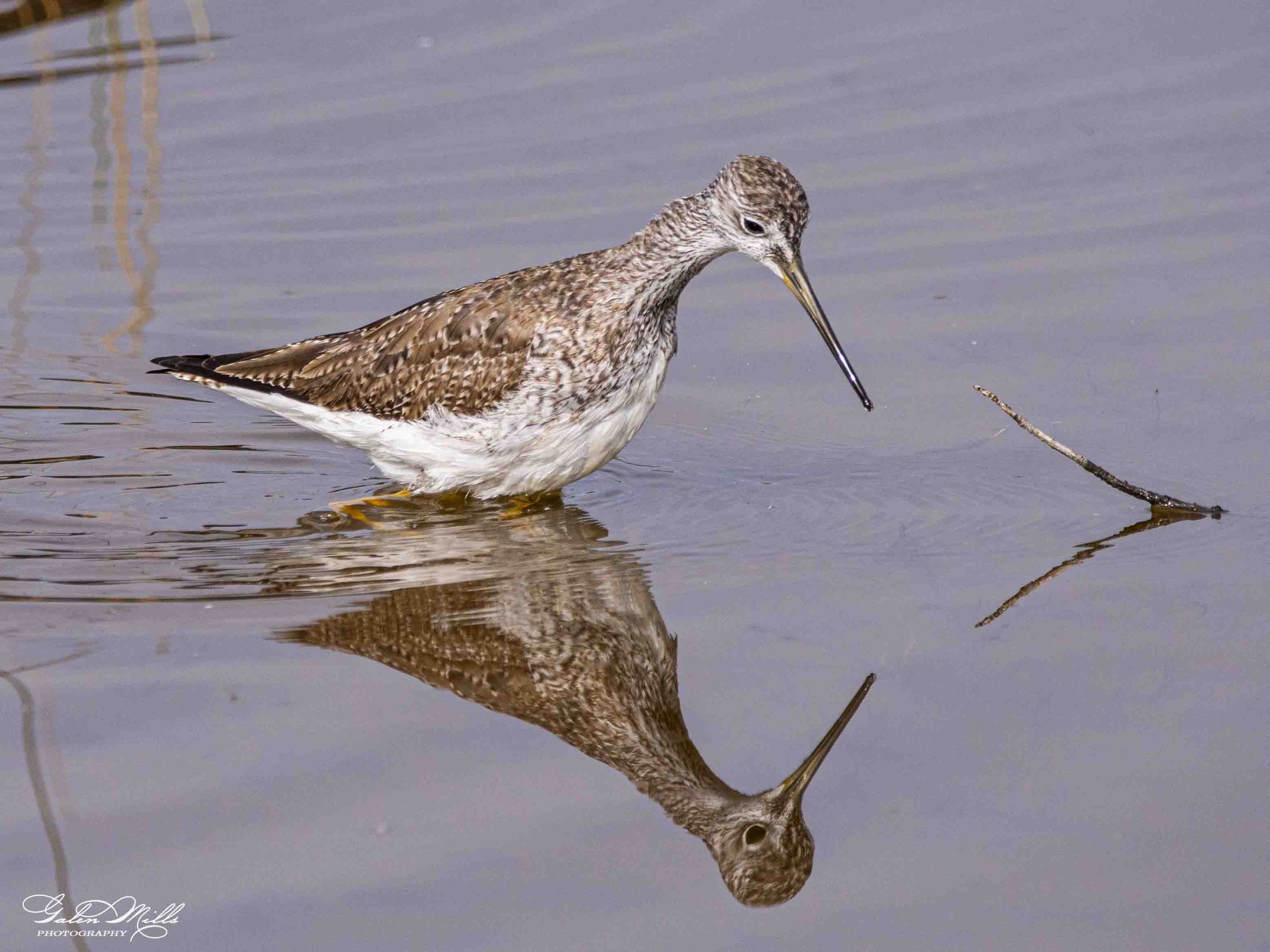 Water birds  Horz-12.jpg