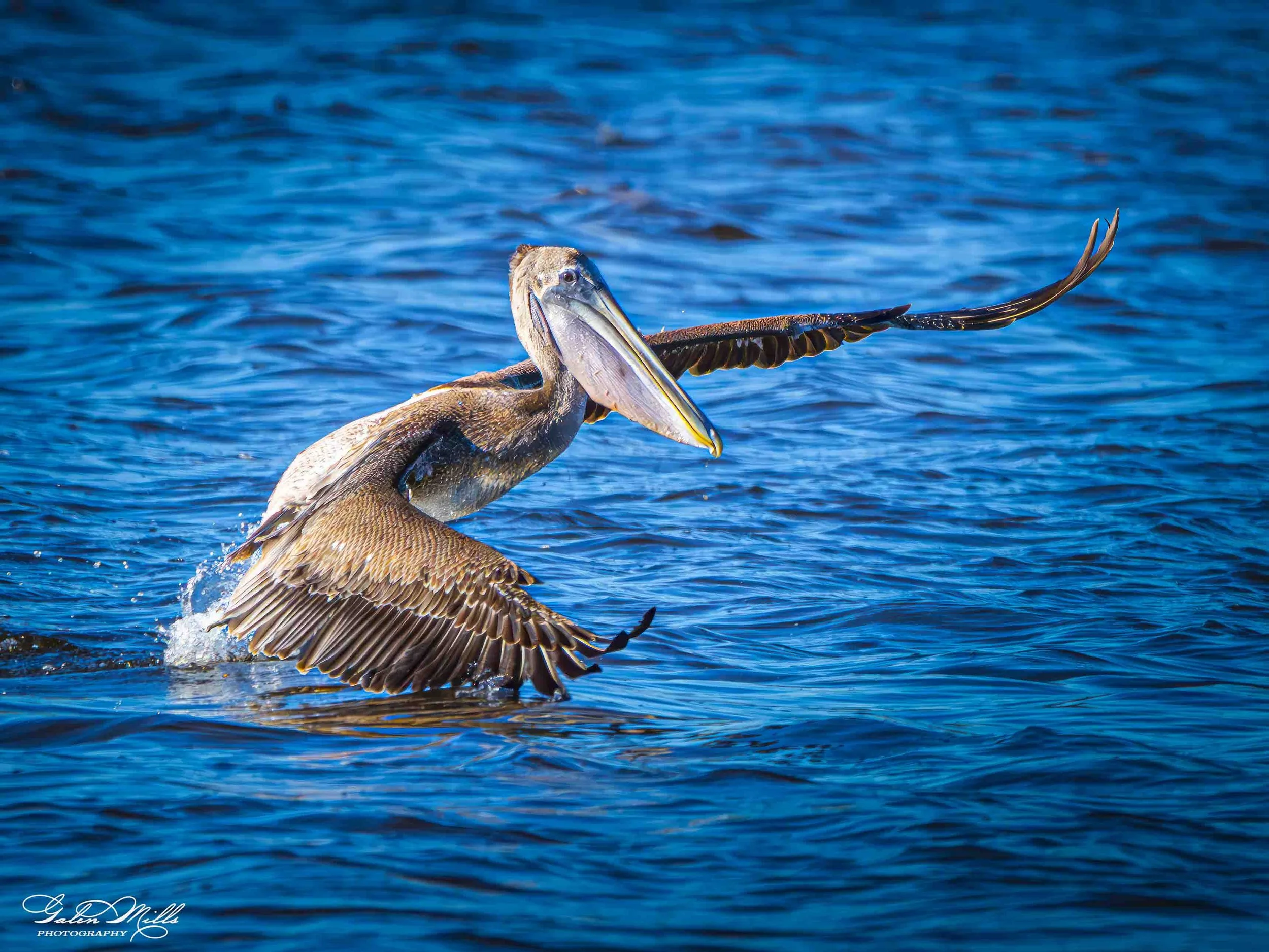 Water birds  Horz-13.jpg