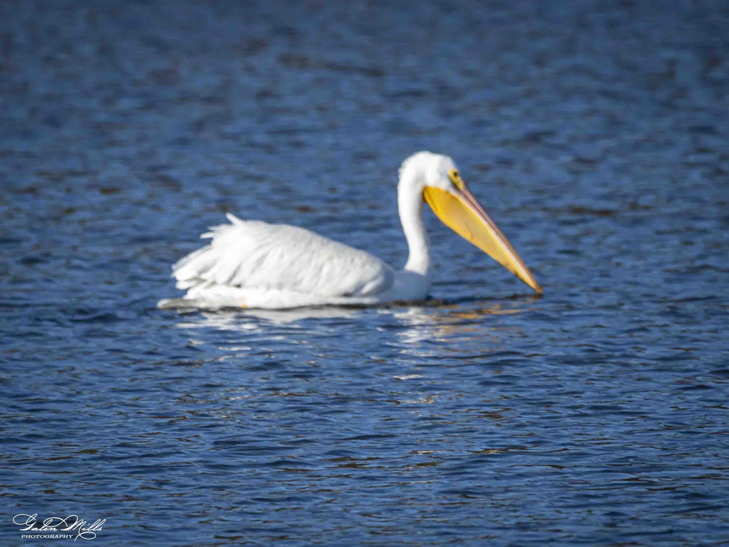 Water birds  Horz-17.jpg