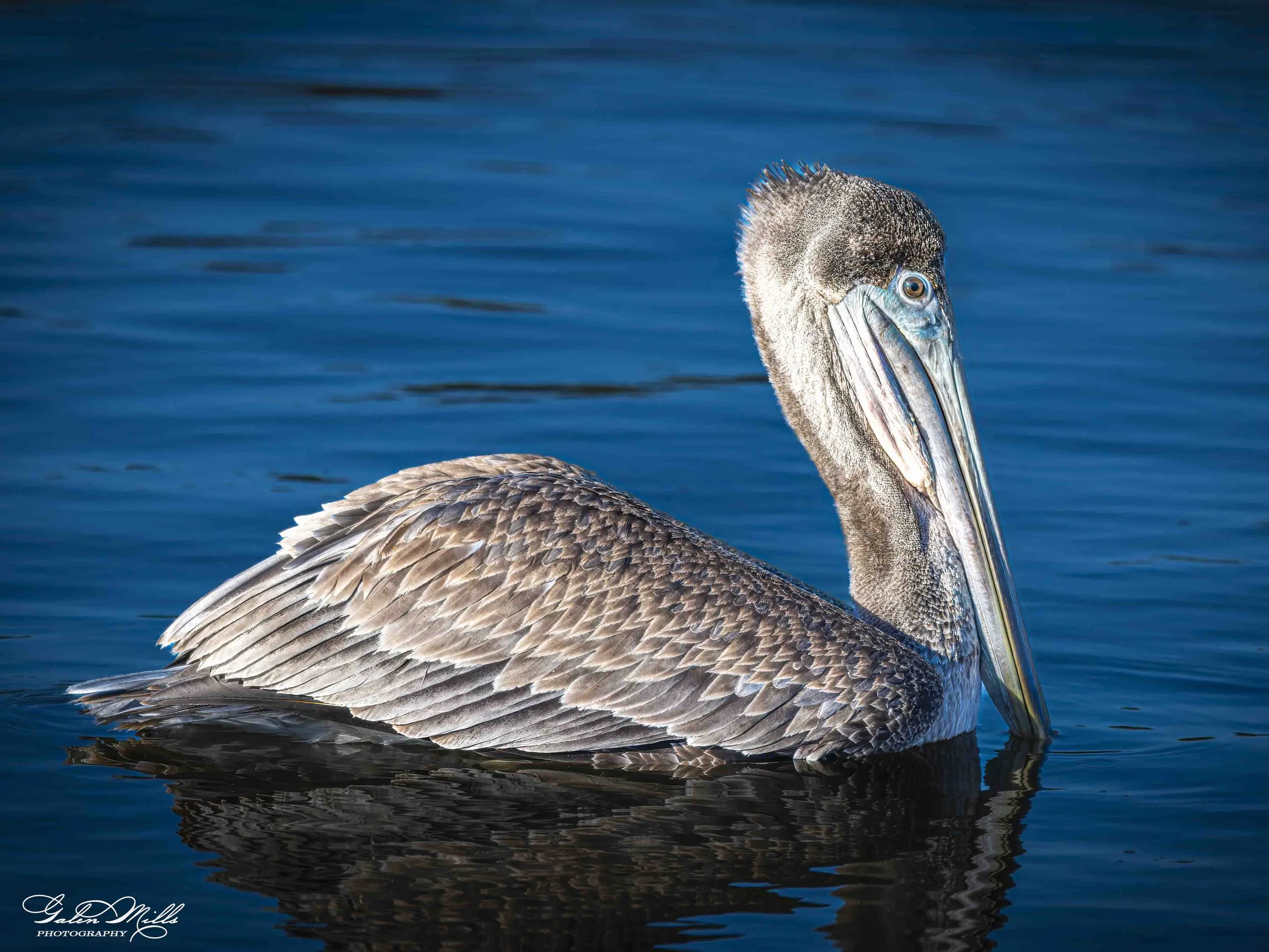 Water birds  Horz-19.jpg