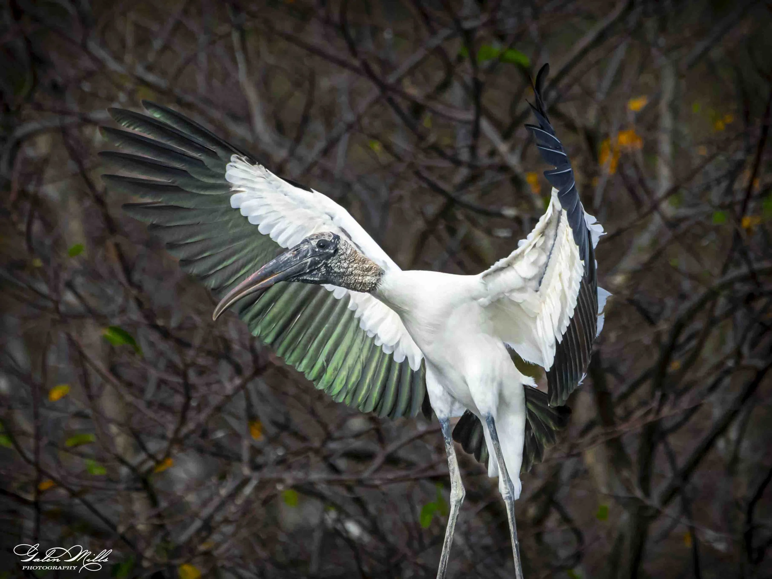Water birds  Horz-28.jpg
