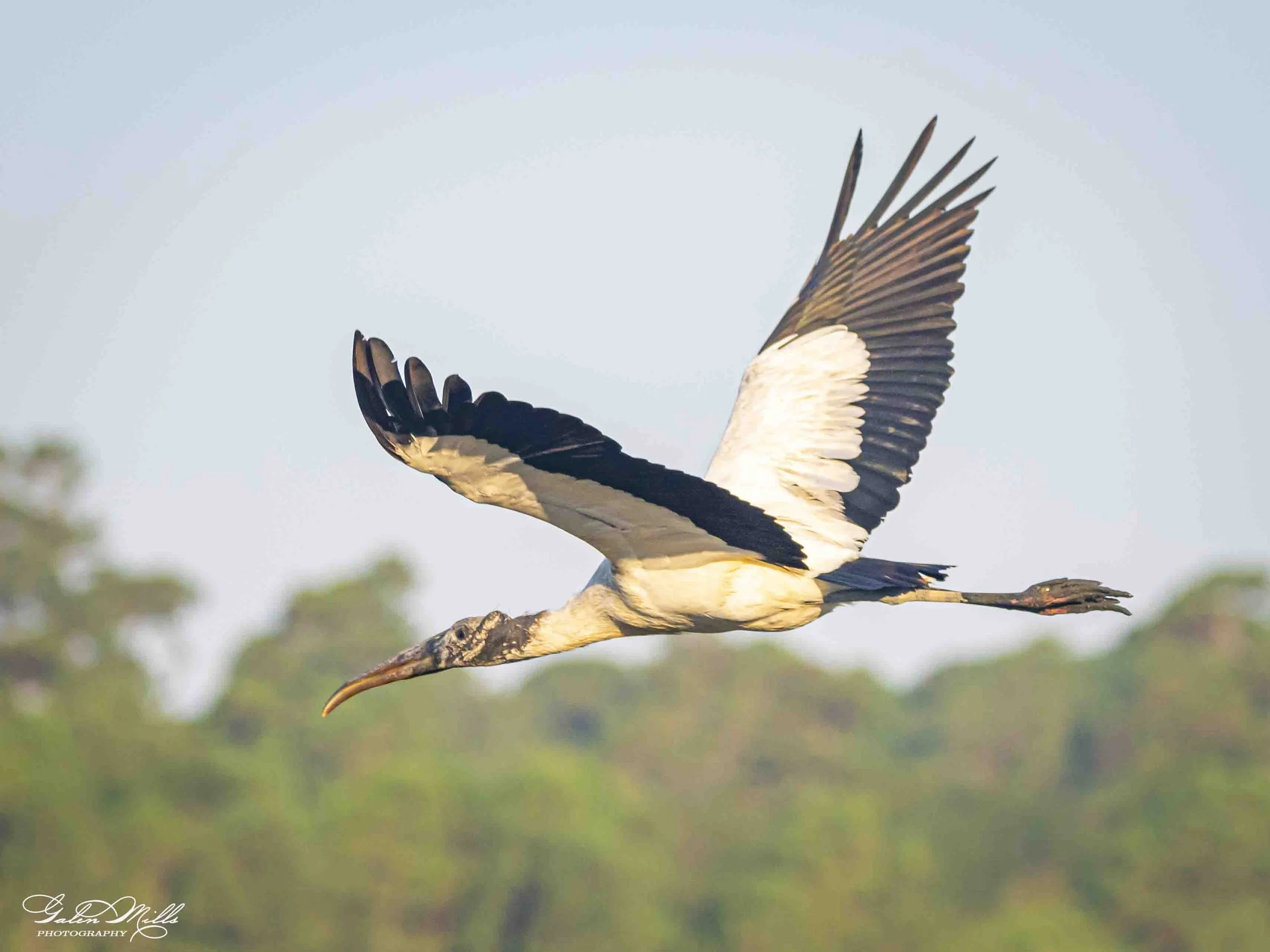 Water birds  Horz-31.jpg