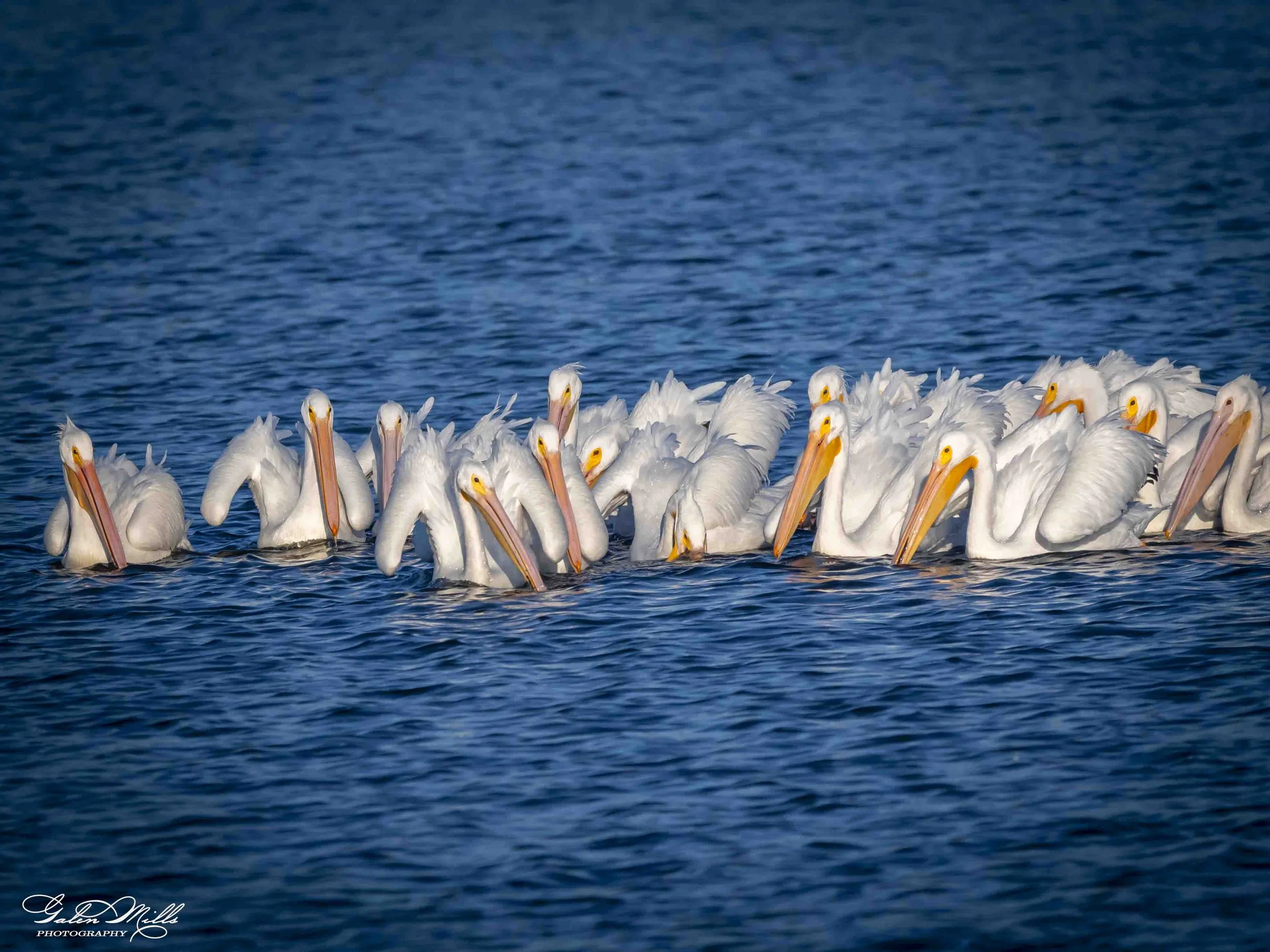 Water birds  Horz-33.jpg