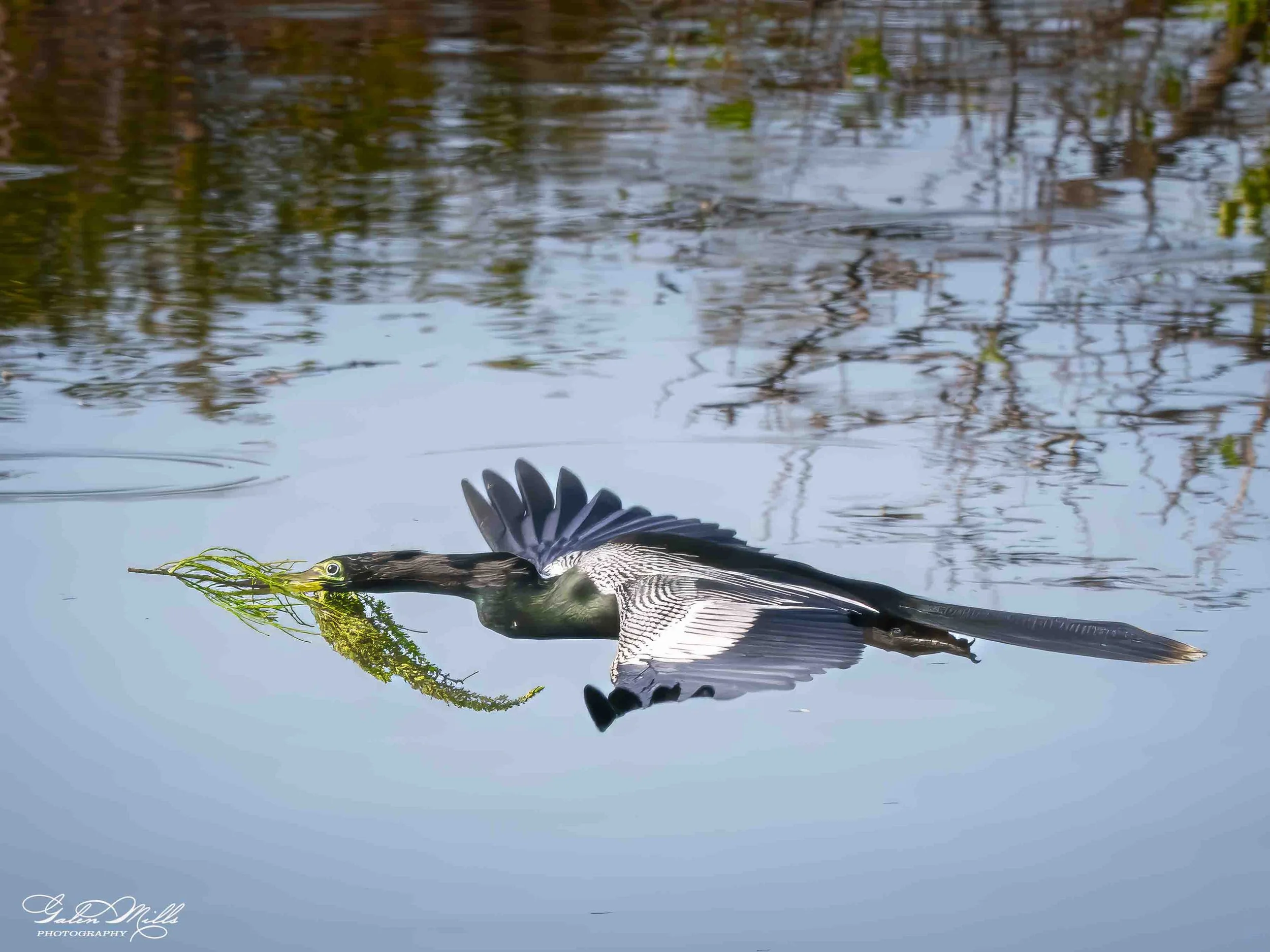Water birds  Horz-35.jpg
