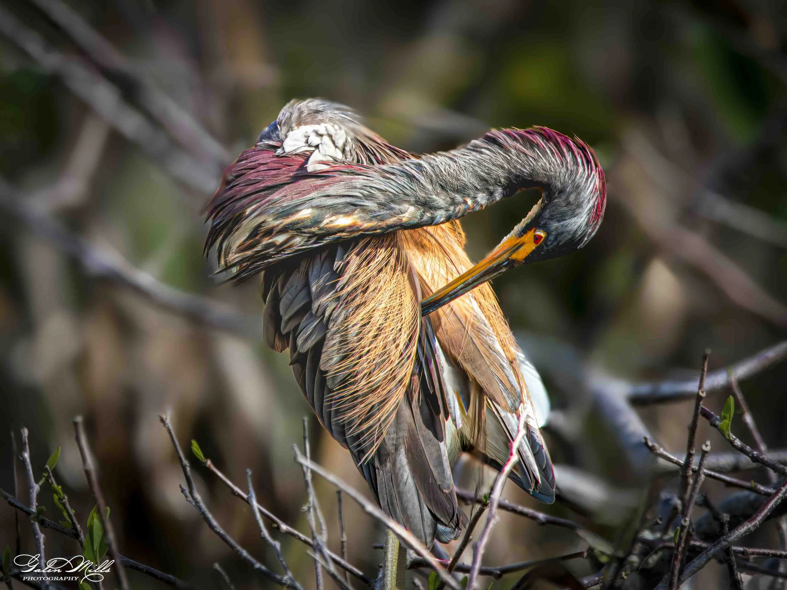 Water birds  Horz-37.jpg