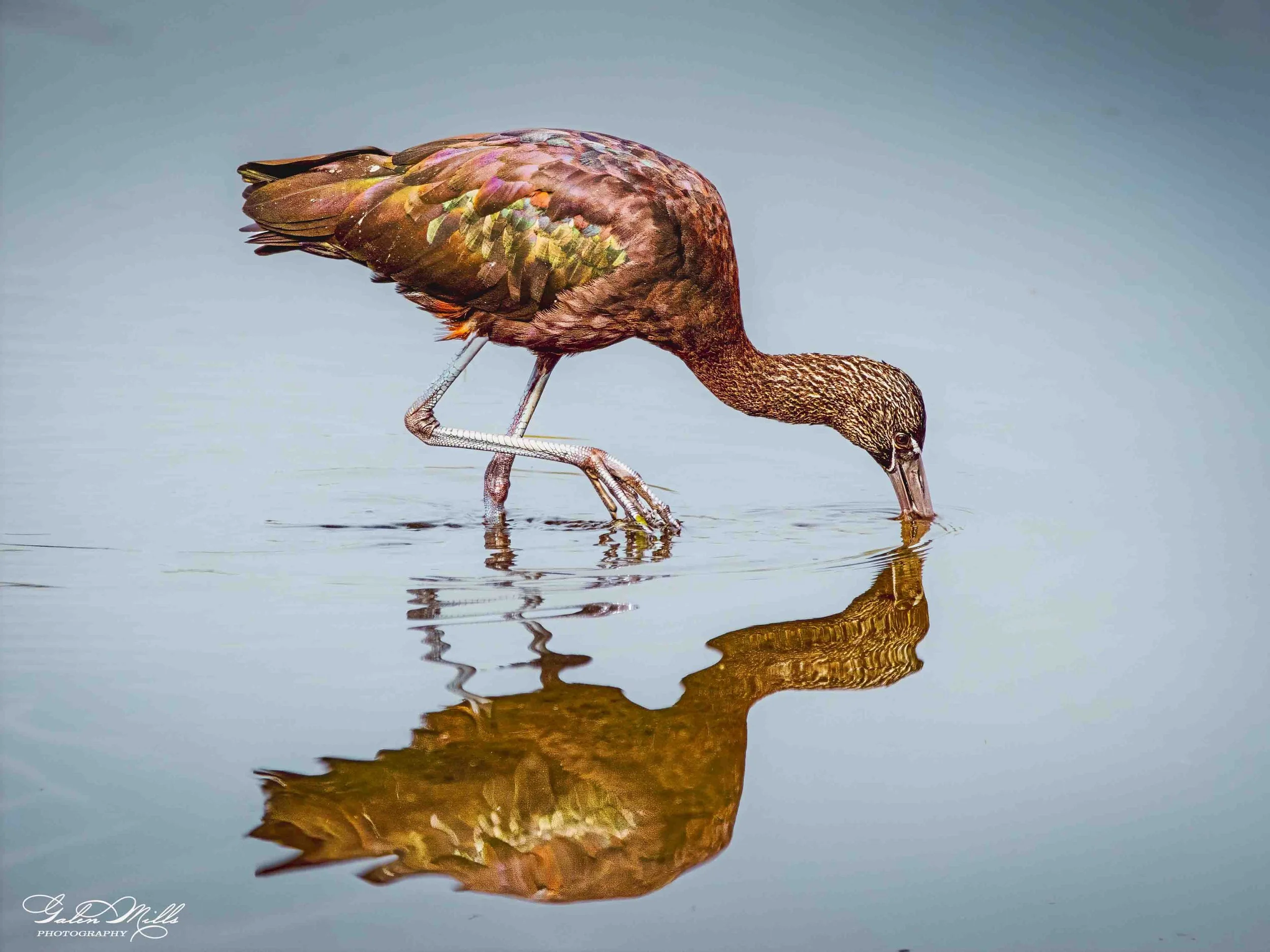 Water birds  Horz-41.jpg