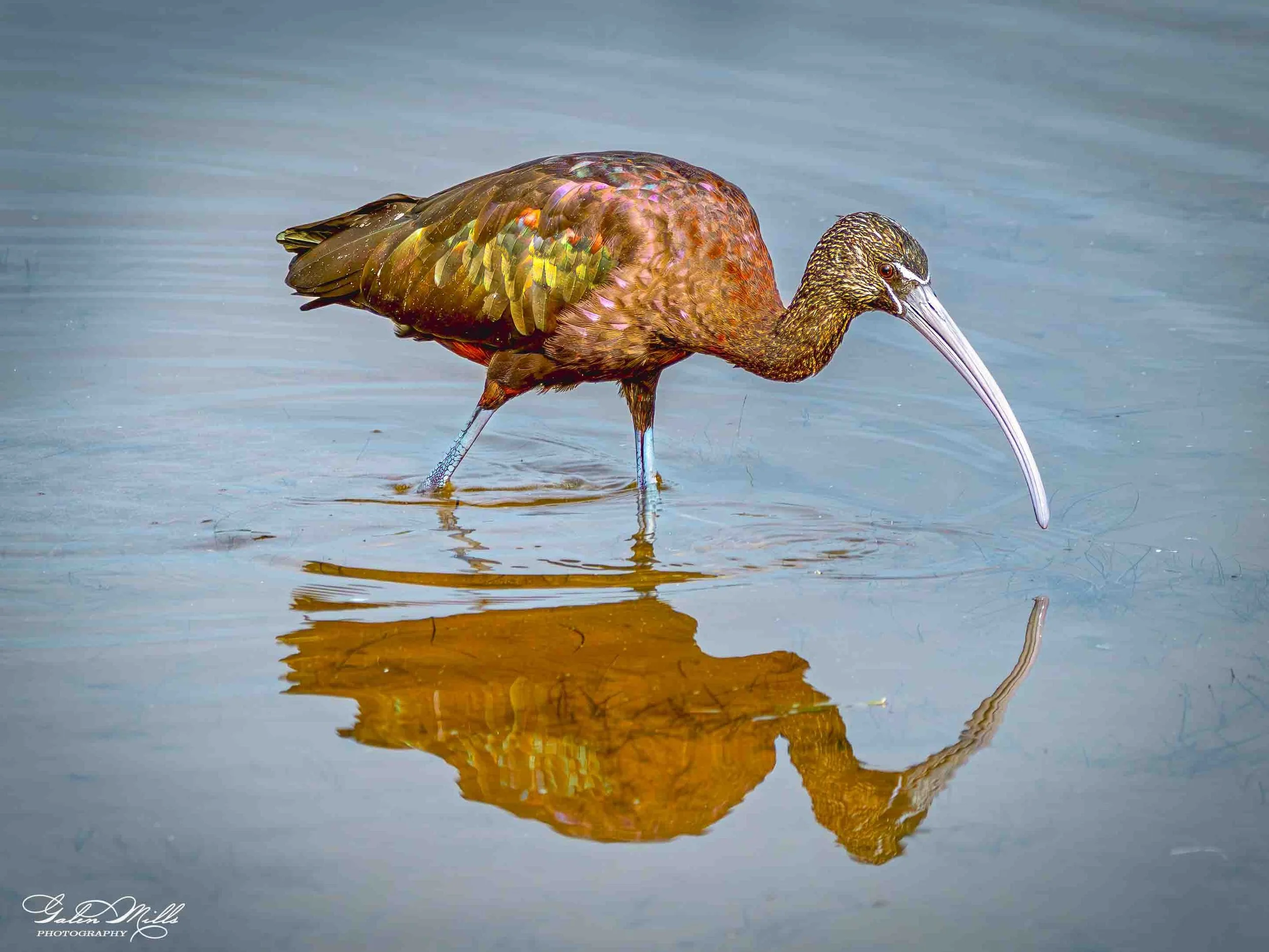 Water birds  Horz-42.jpg