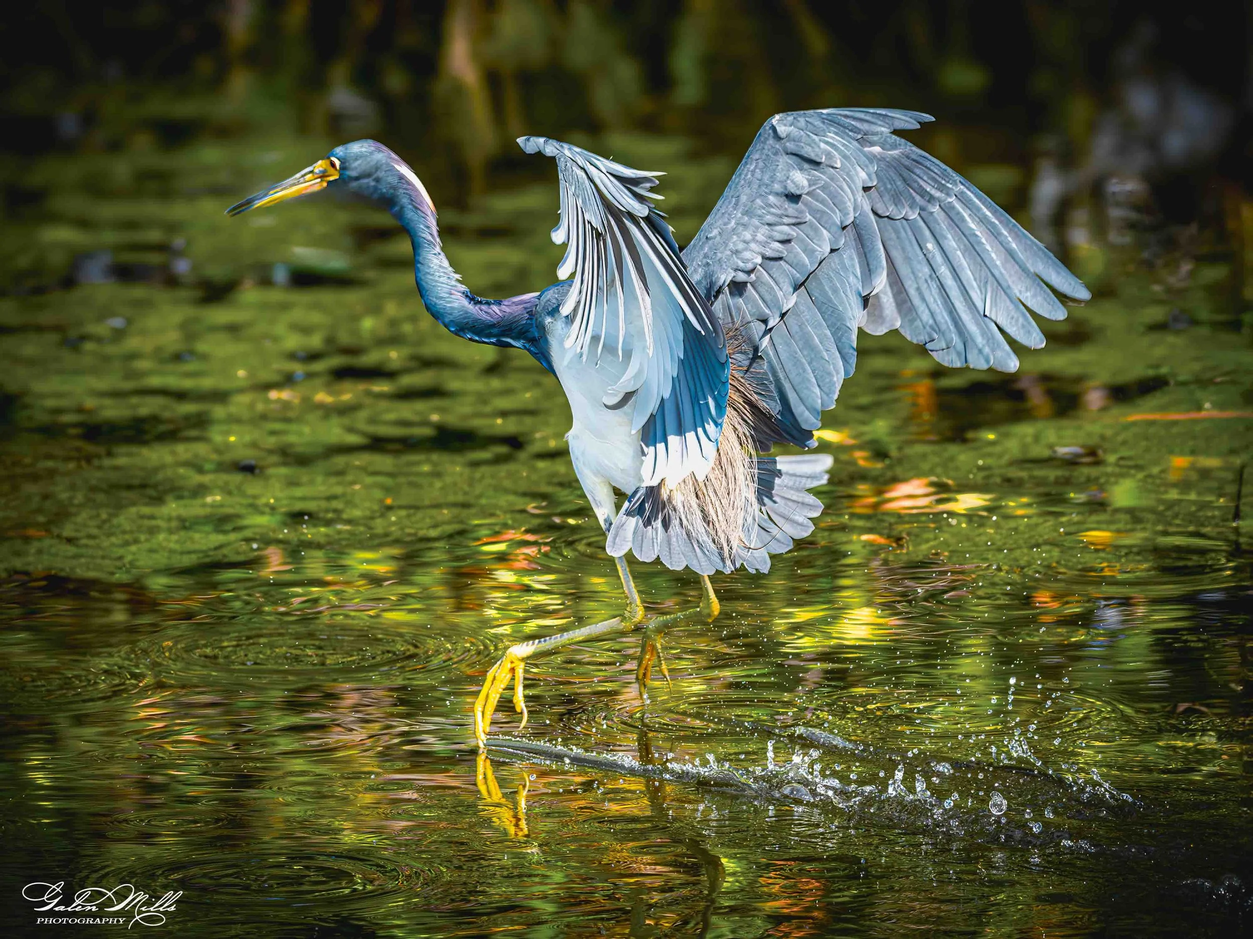 Water birds  Horz-46.jpg