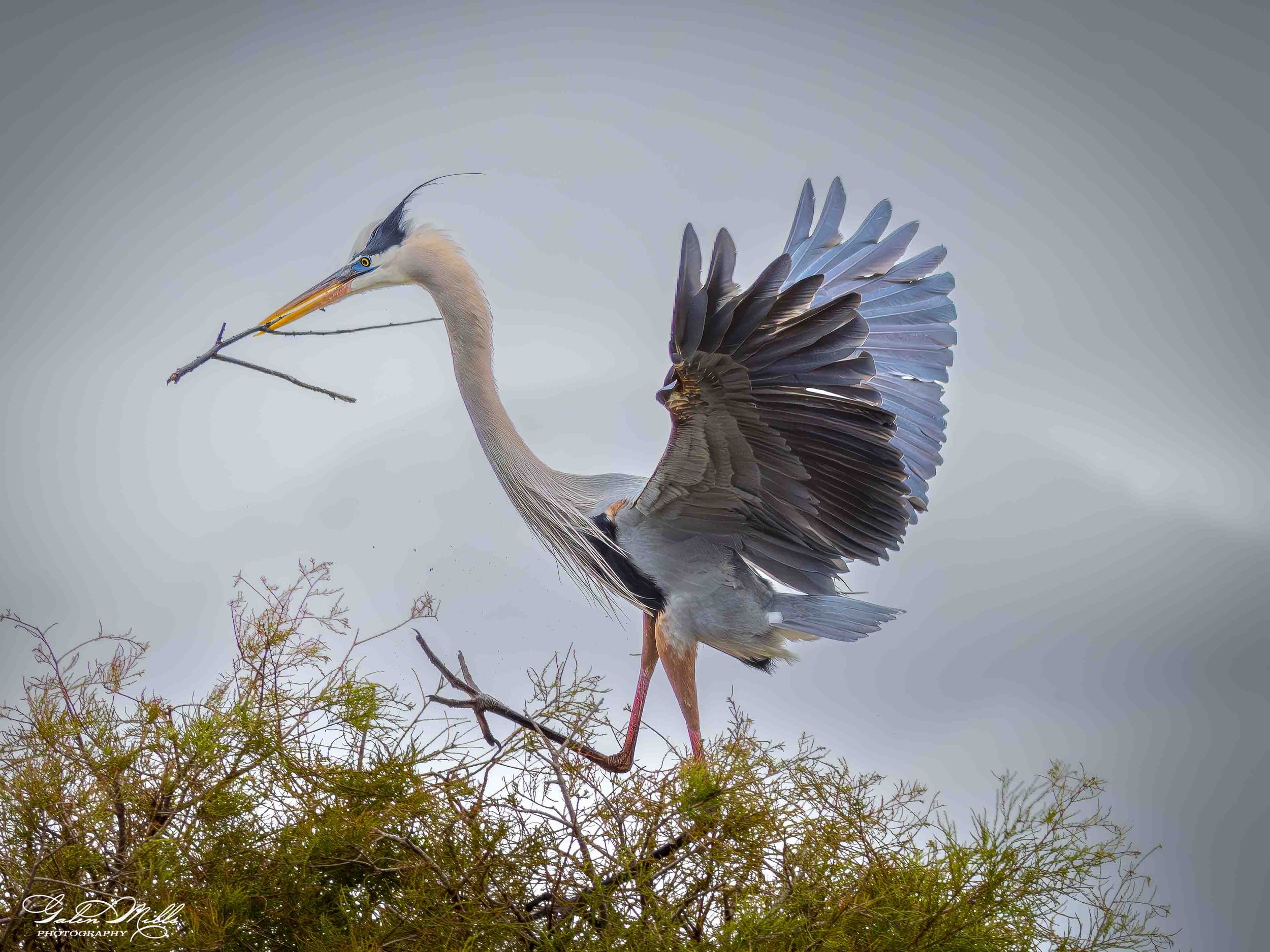 Water birds  Horz-50.jpg
