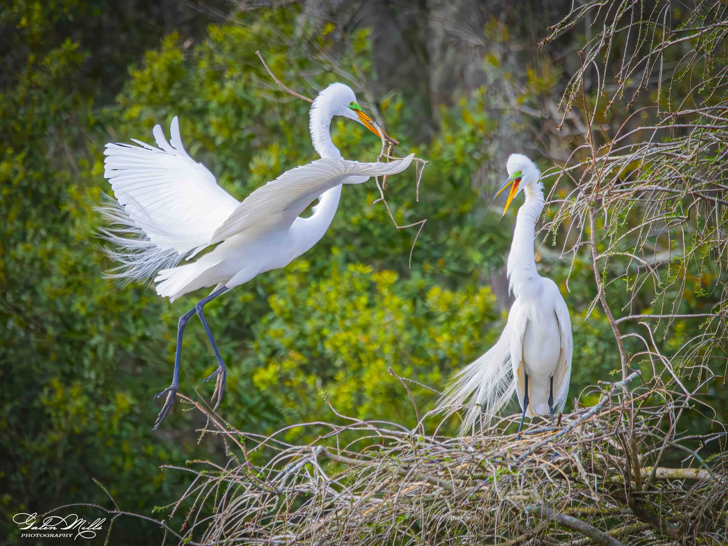 Water birds  Horz-56.jpg