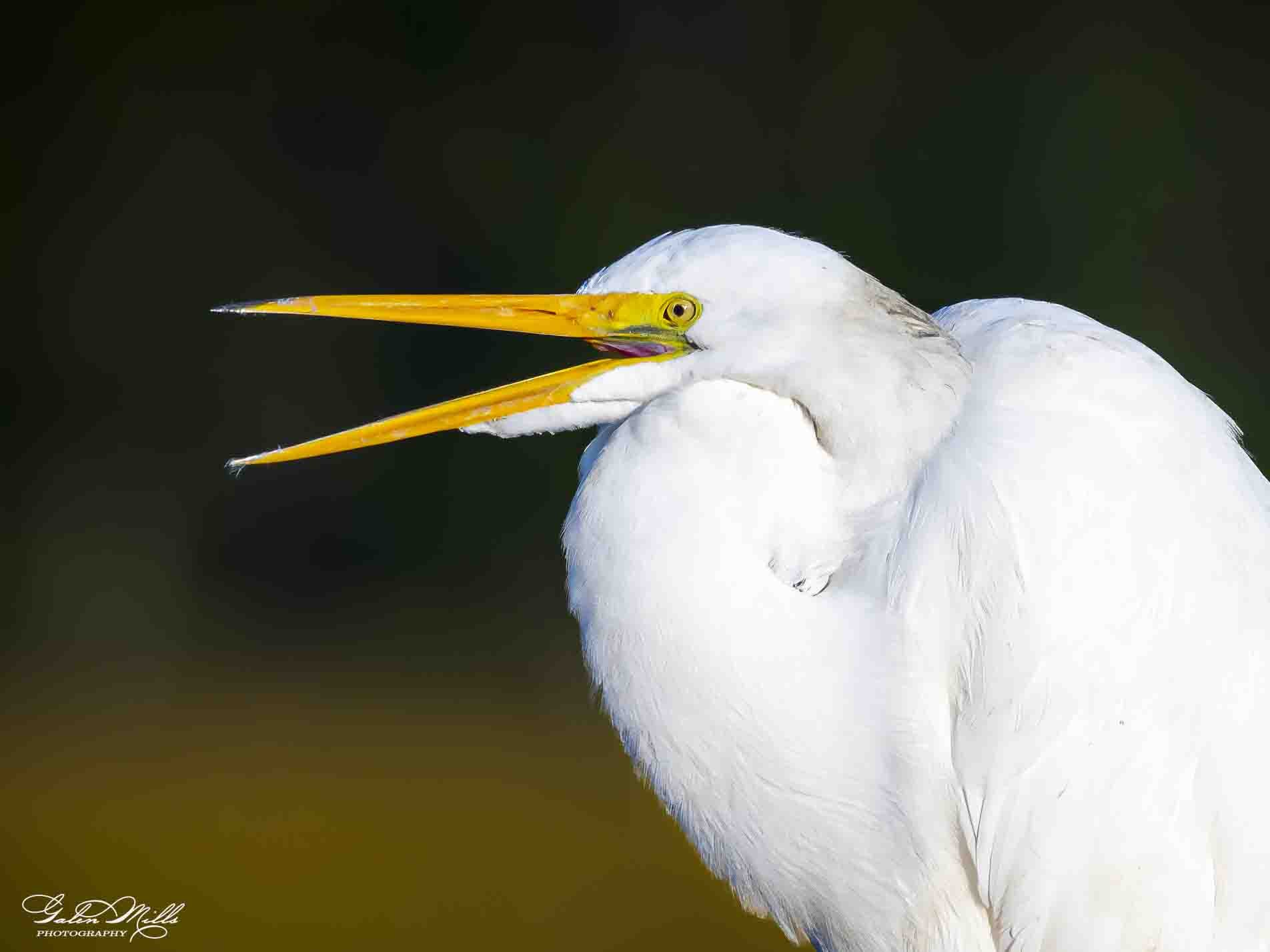 Water birds  Horz-60.jpg