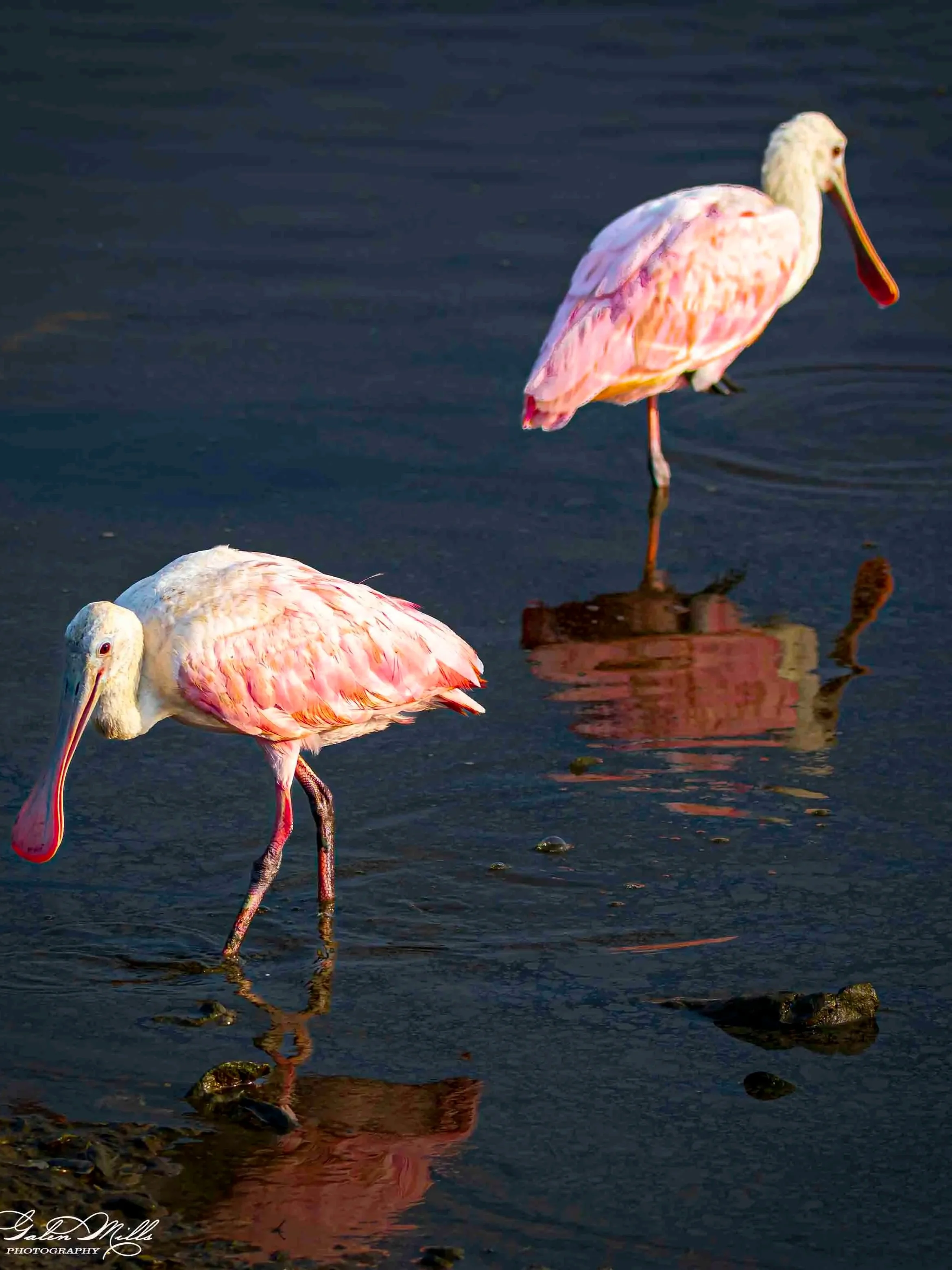 Water birds  Vert-12.jpg