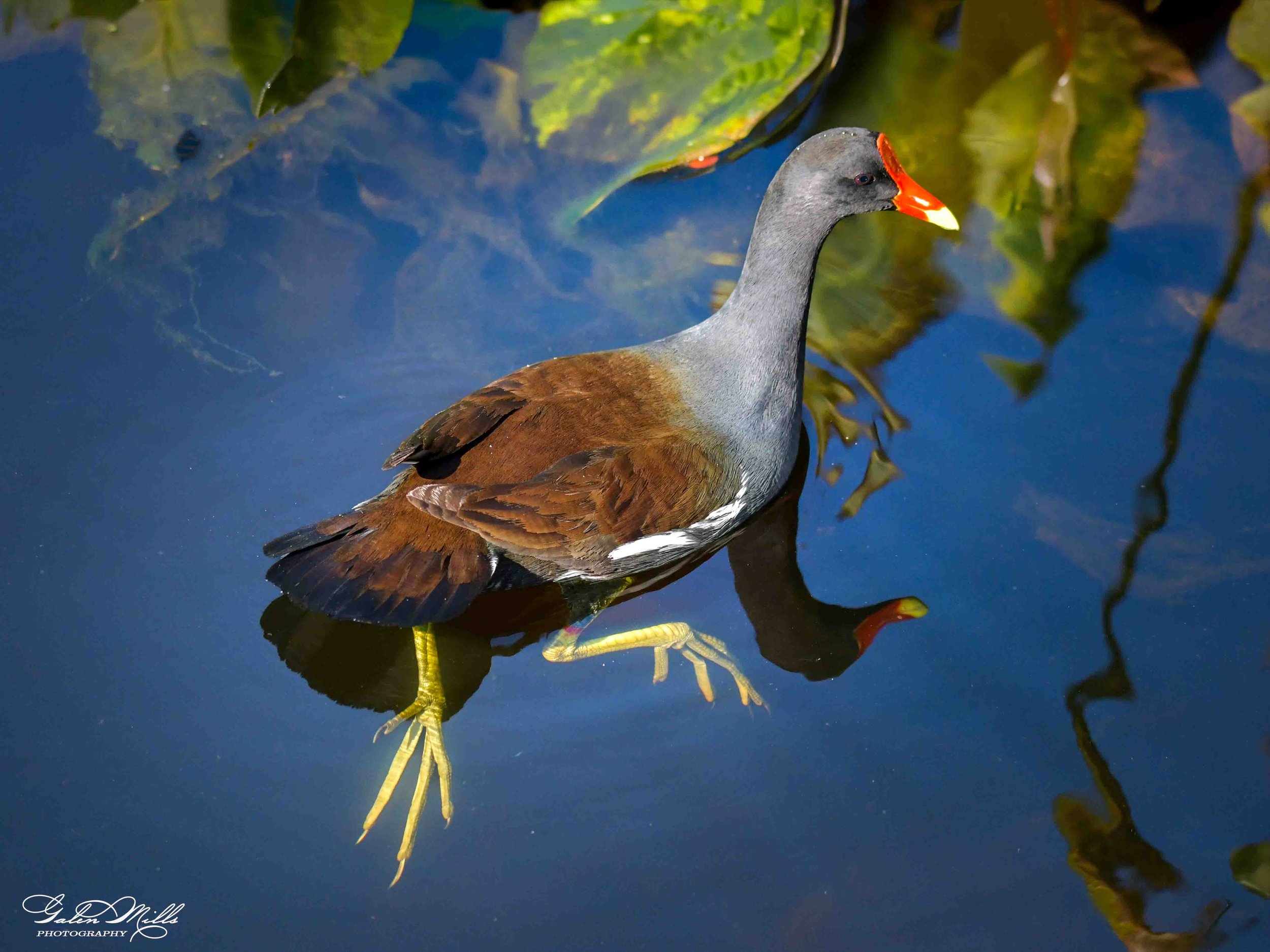 Water birds -38.jpg