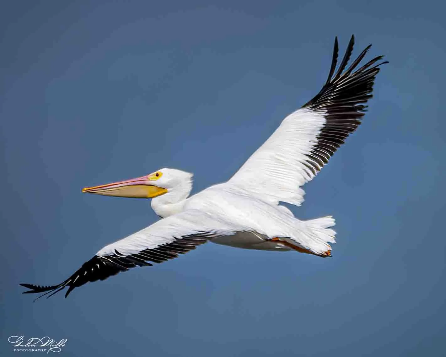 SS Wild Fla Horz-10.jpg