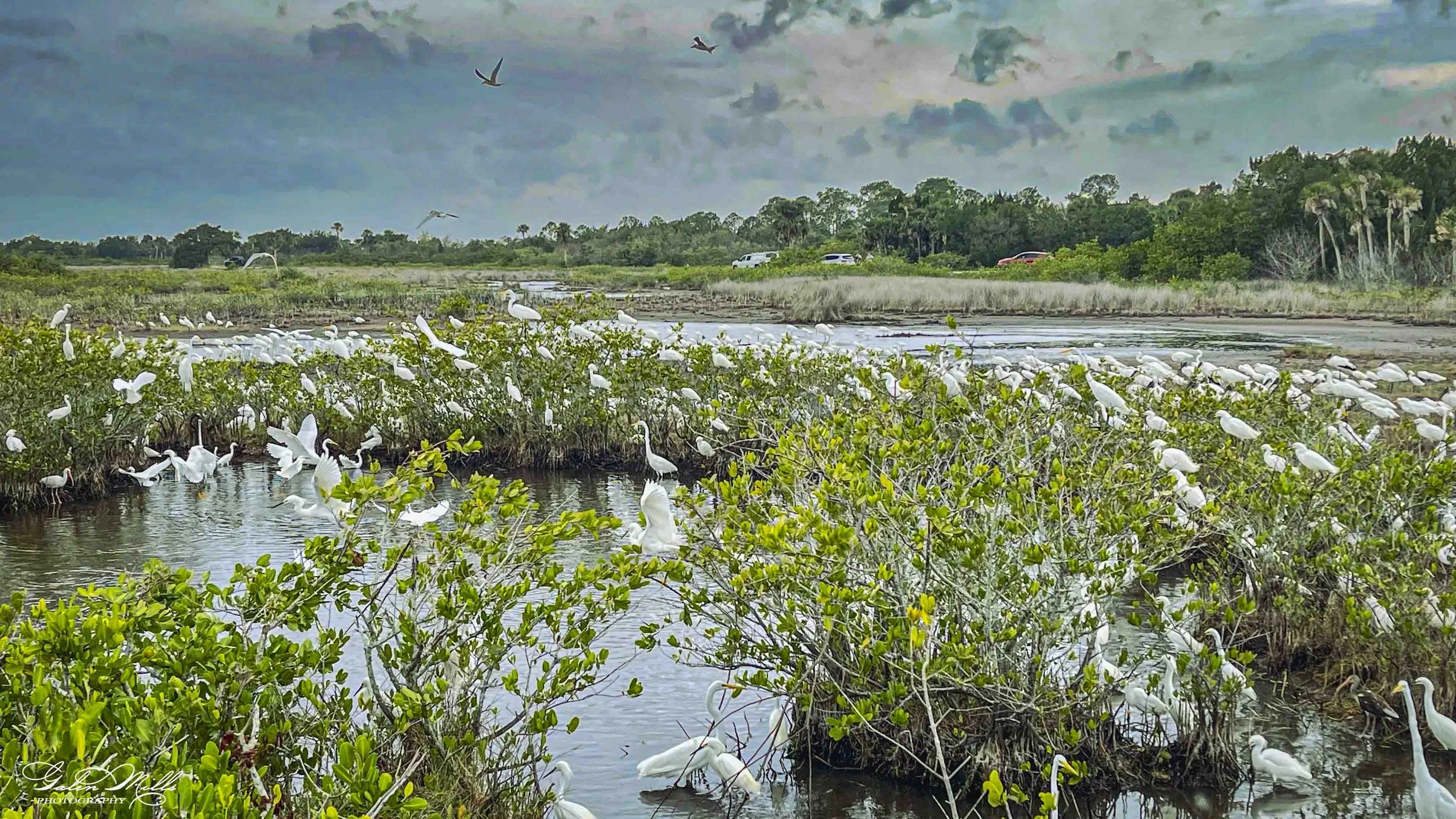 Merritt Island National Wildlife Refuge 